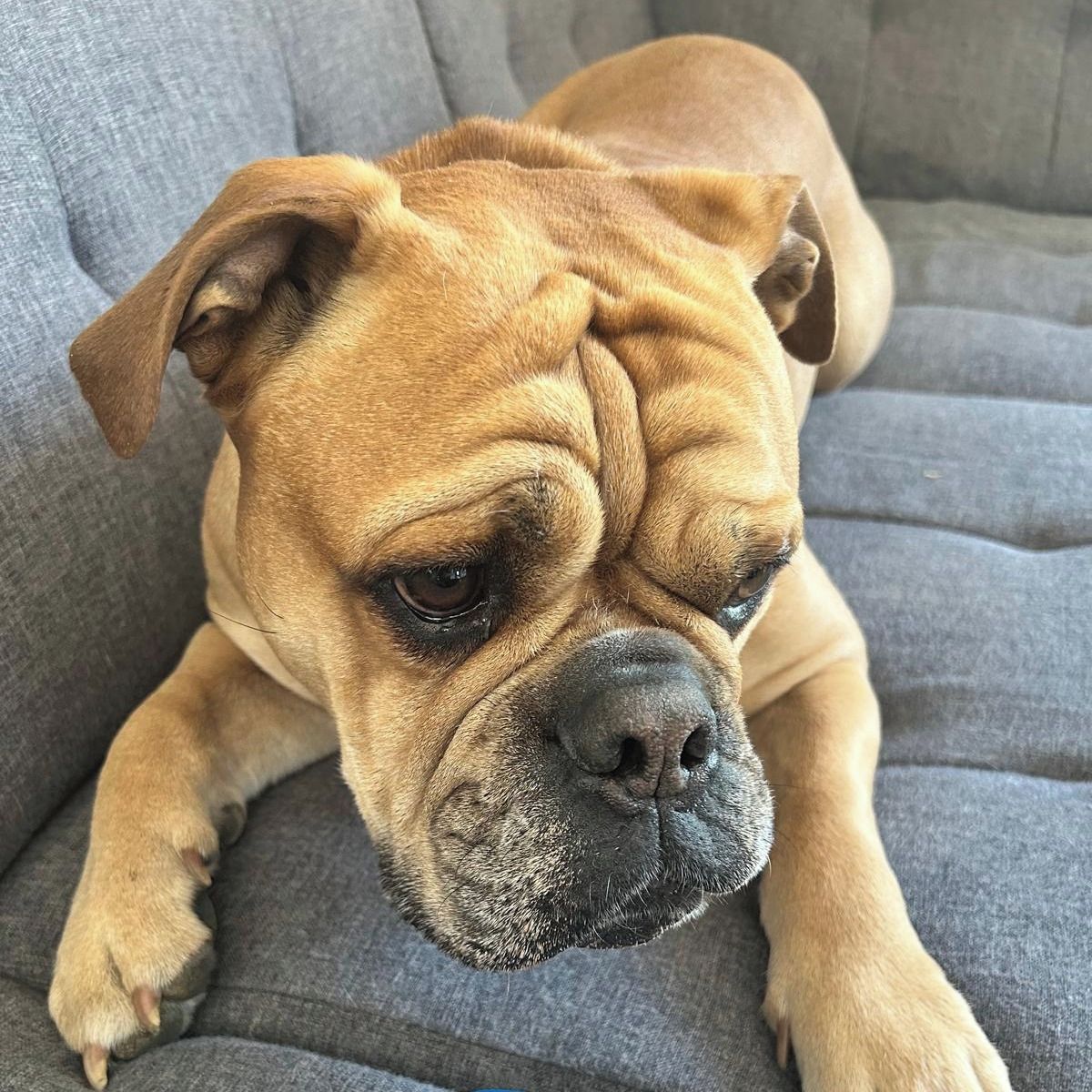 Soutěžní fotografie - Cipísek,  Kontinentální buldok