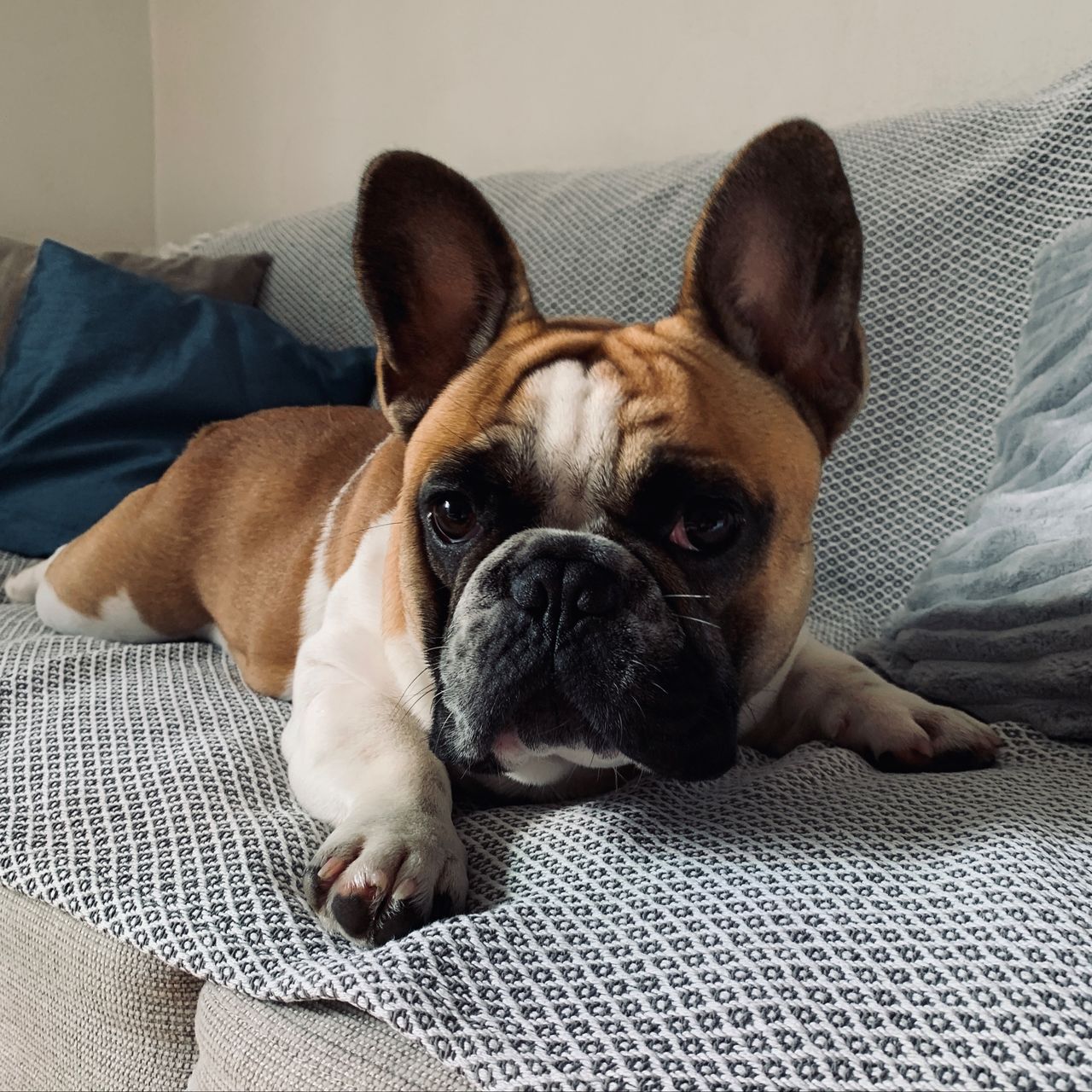 Soutěžní fotografie - Fanda,  Francouzský buldoček