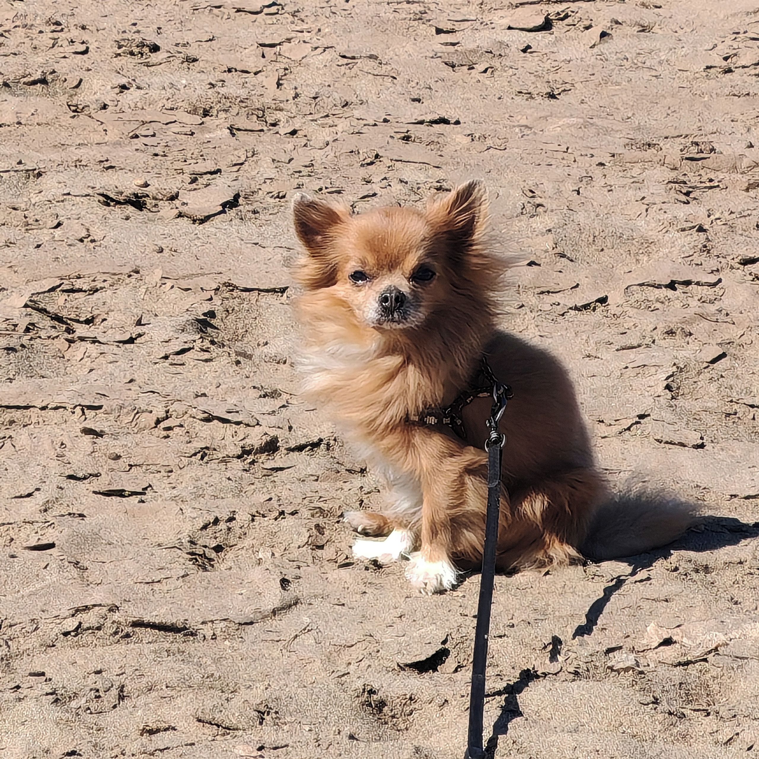 Soutěžní fotografie - Čiko,  Čivava