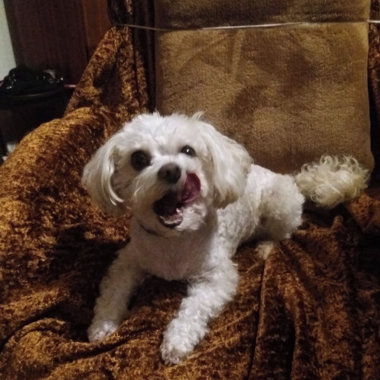 Soutěžní fotografie - Max,  Boloňský psík