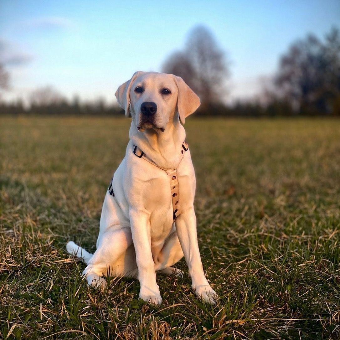 Soutěžní fotografie - Tonny,  Labradorský retriever