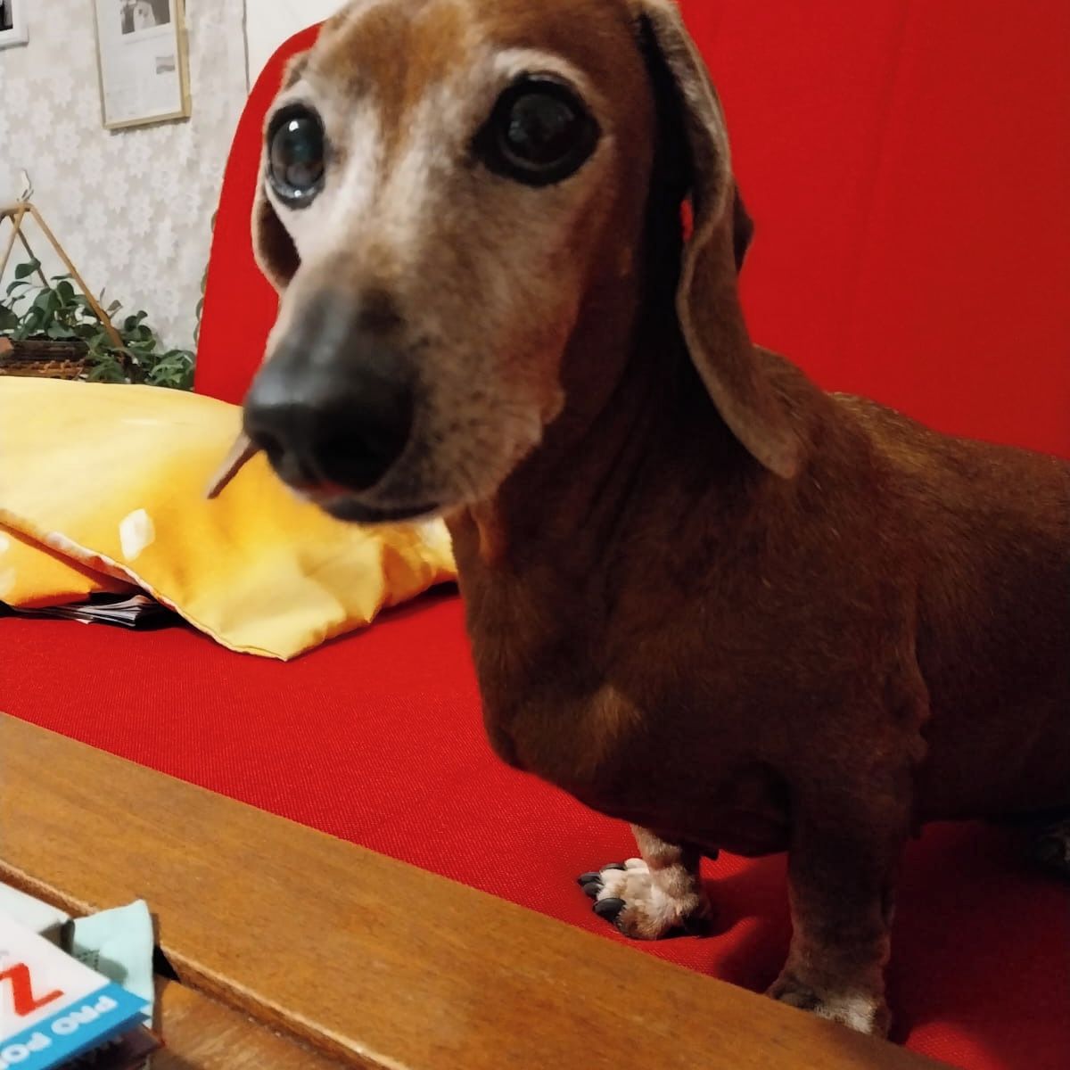 Soutěžní fotografie - Chiquita,  Jezevčík