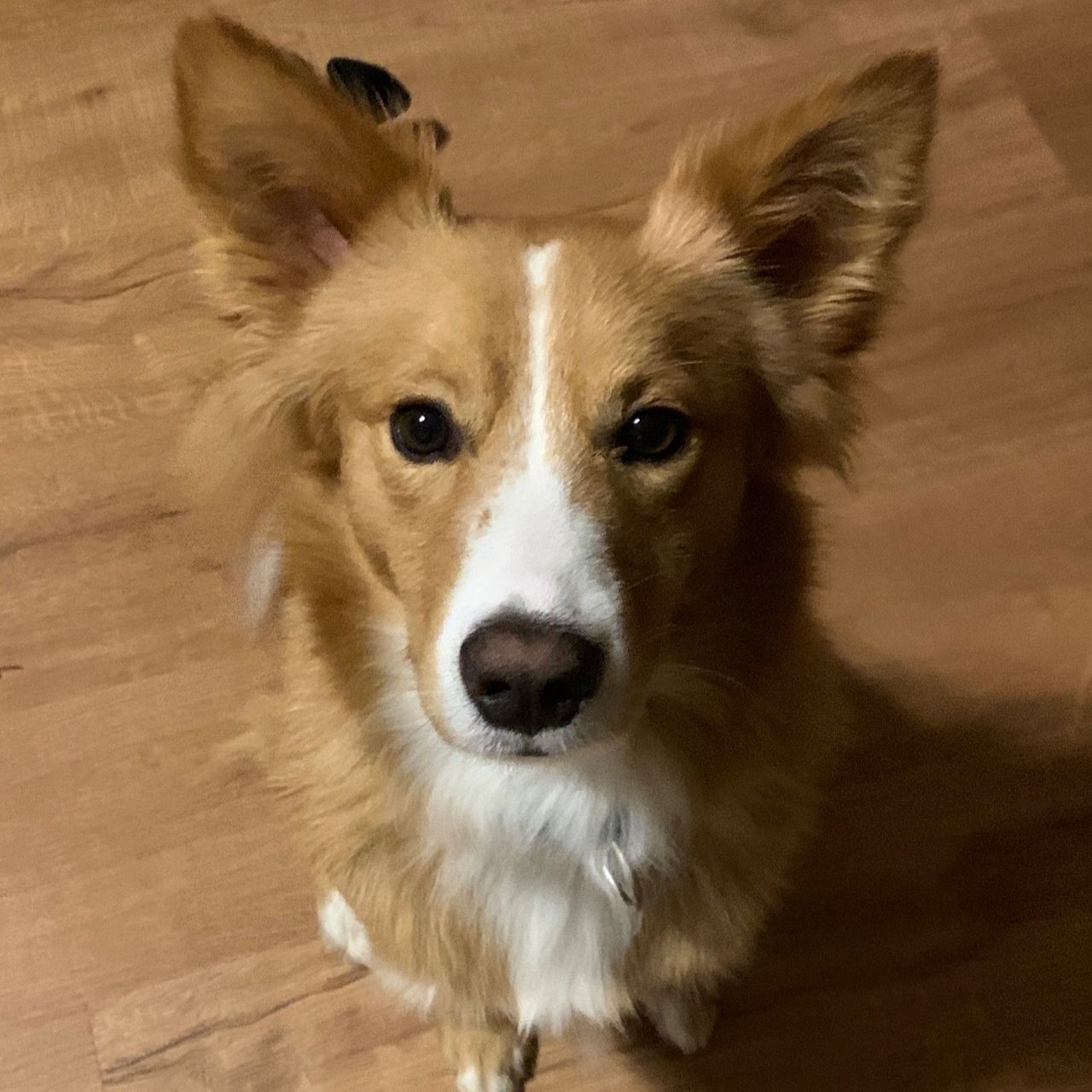 Soutěžní fotografie - Oggy,  Ostatní