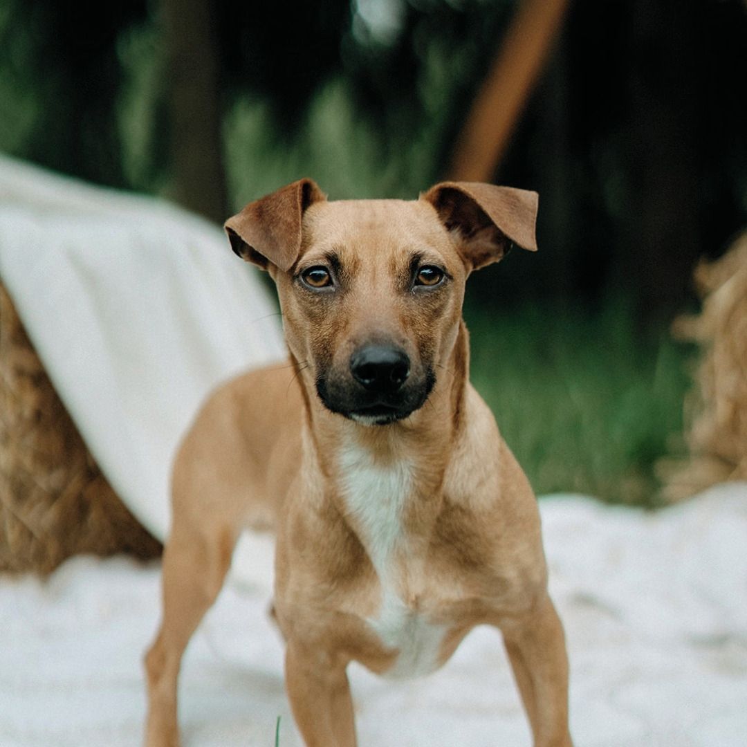 Soutěžní fotografie - Donald,  Jezevčík