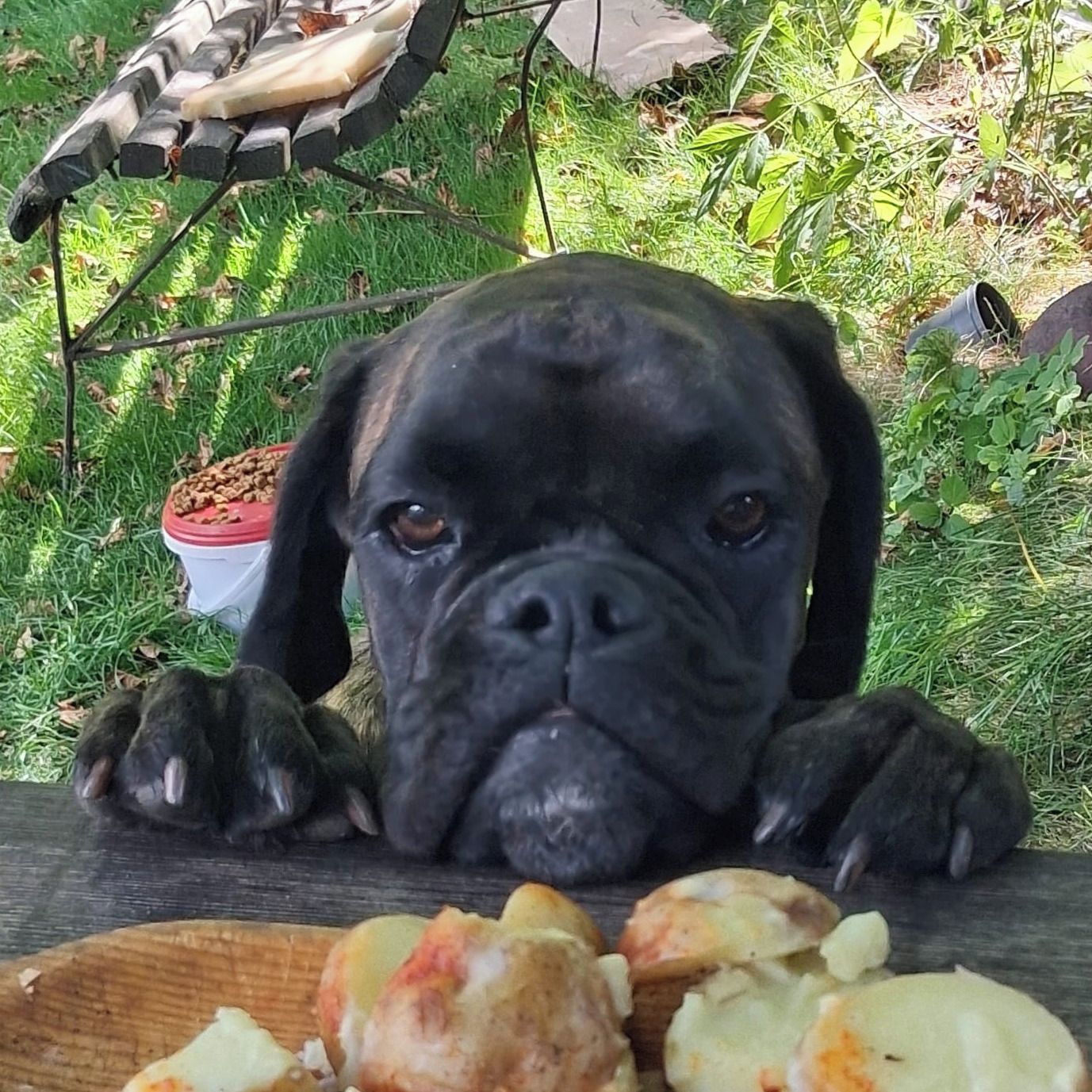Soutěžní fotografie - Tora,  Německý boxer