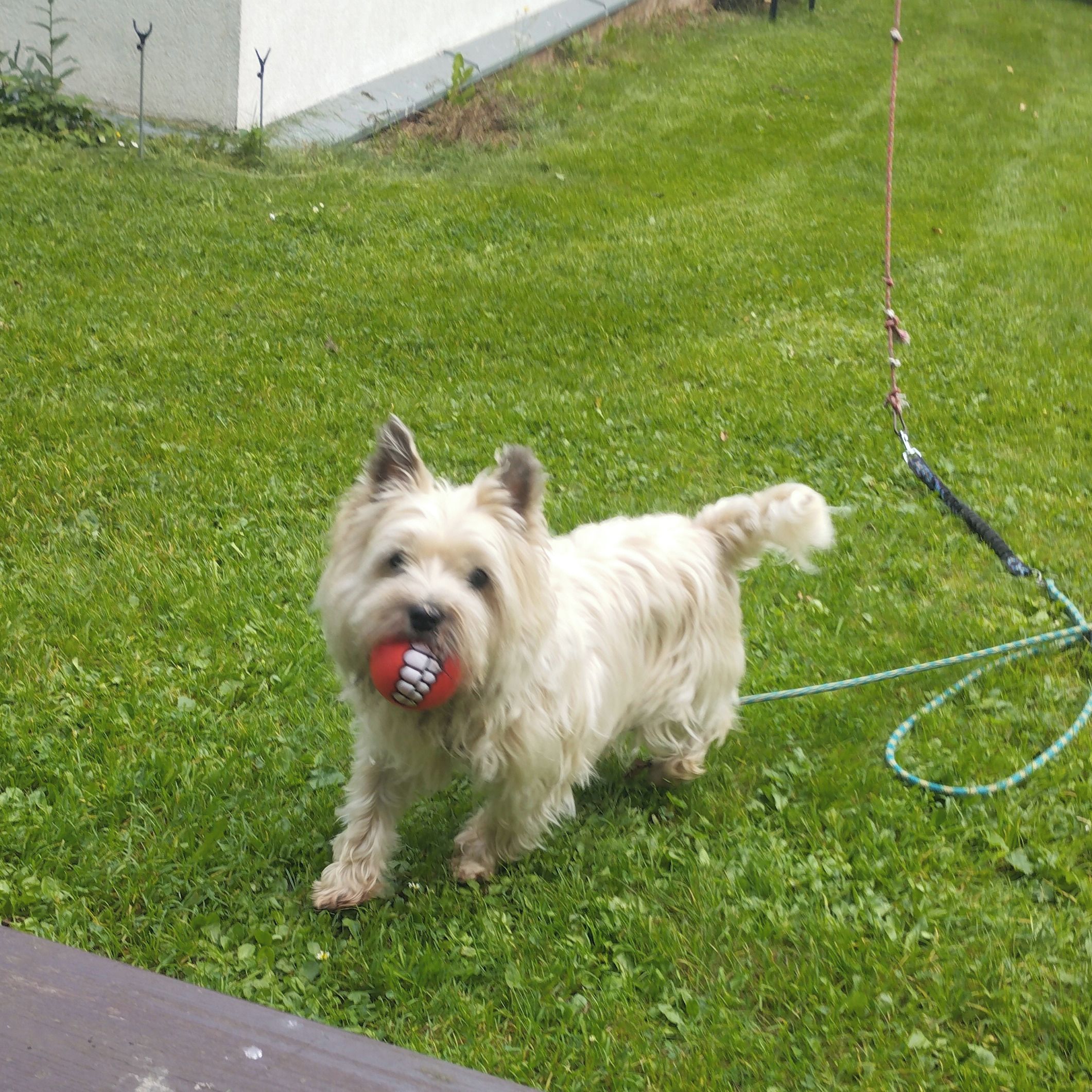 Soutěžní fotografie - Kája,  Cairn Terier
