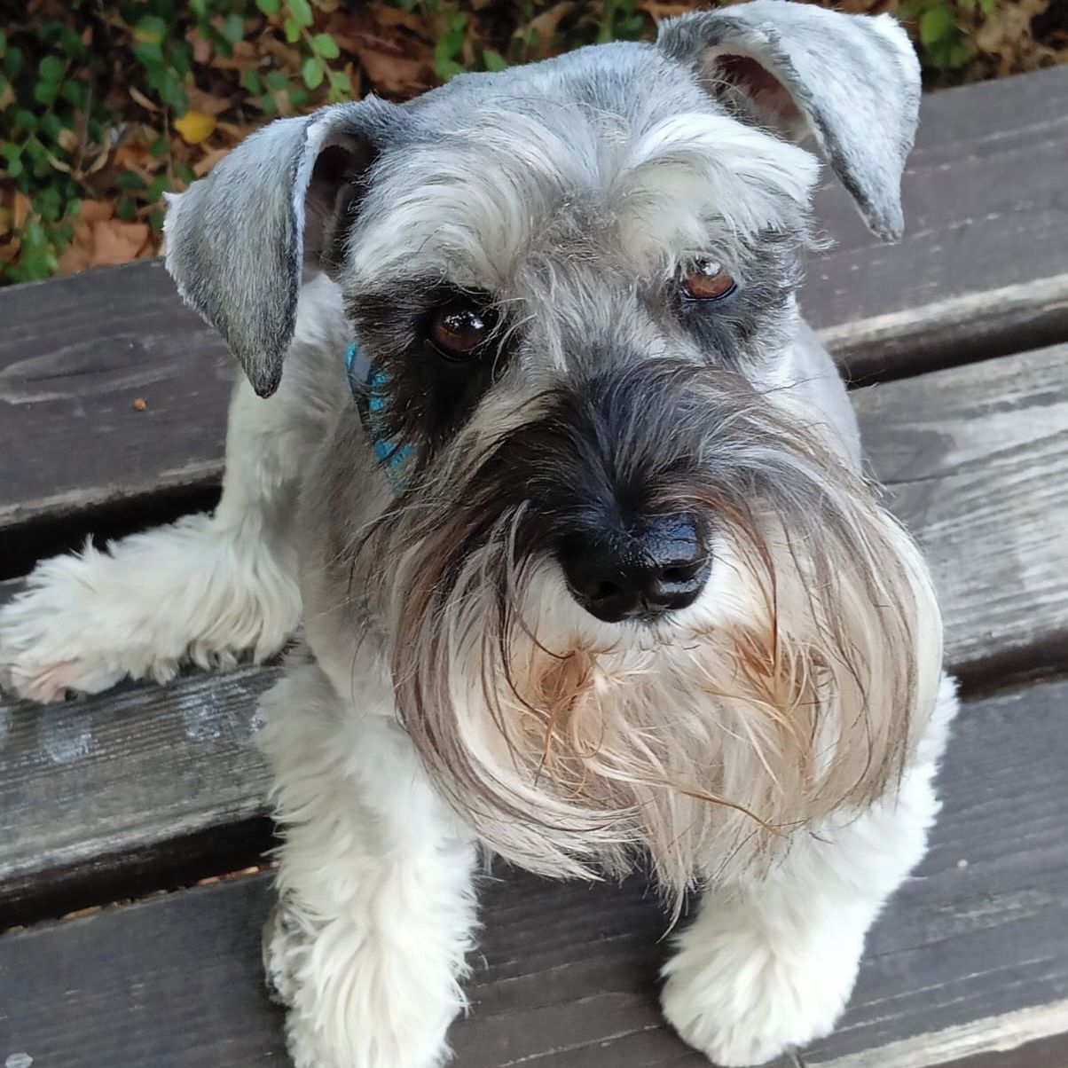 Soutěžní fotografie - Bruno,  Knírač malý