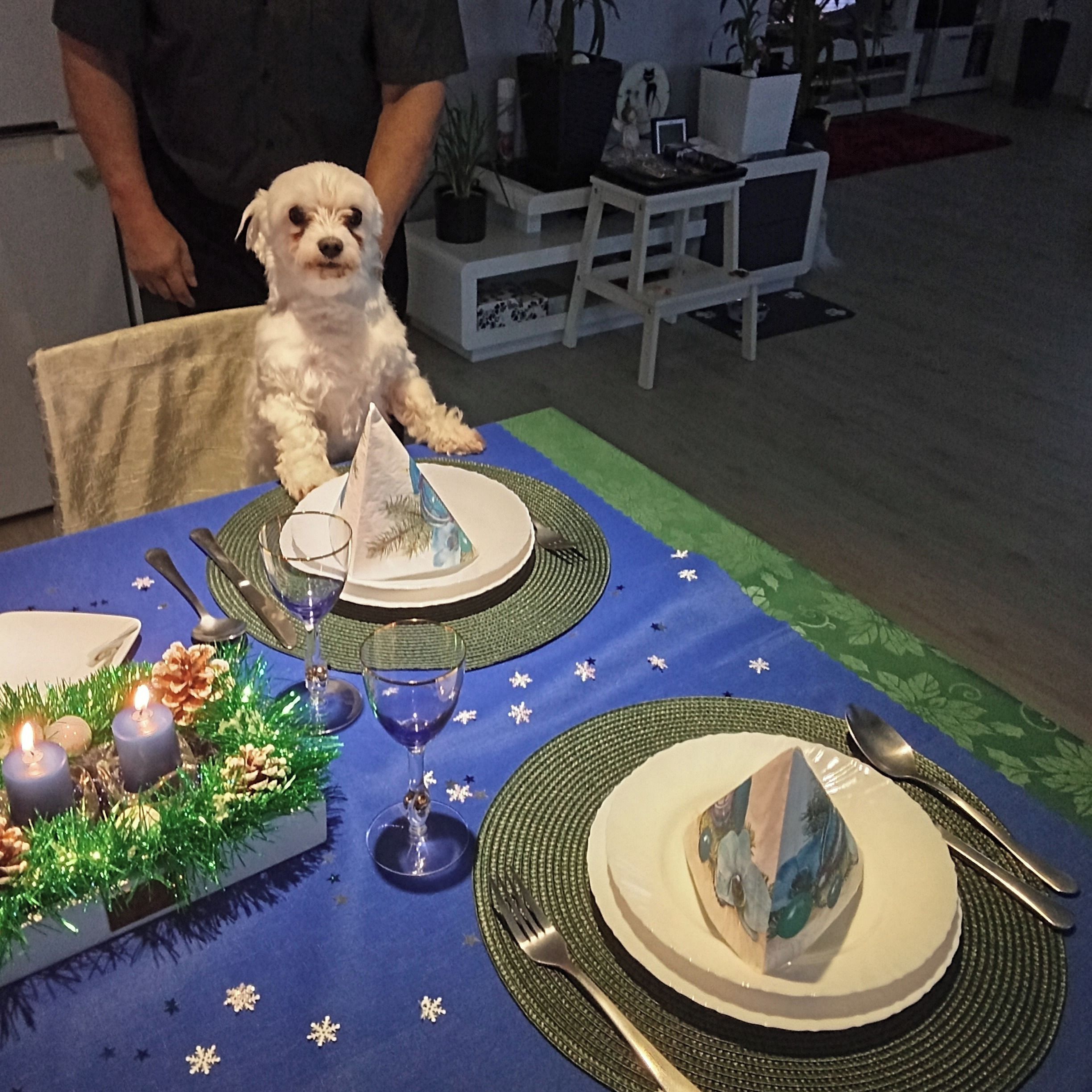 Soutěžní fotografie - Endy,  Maltézský psík