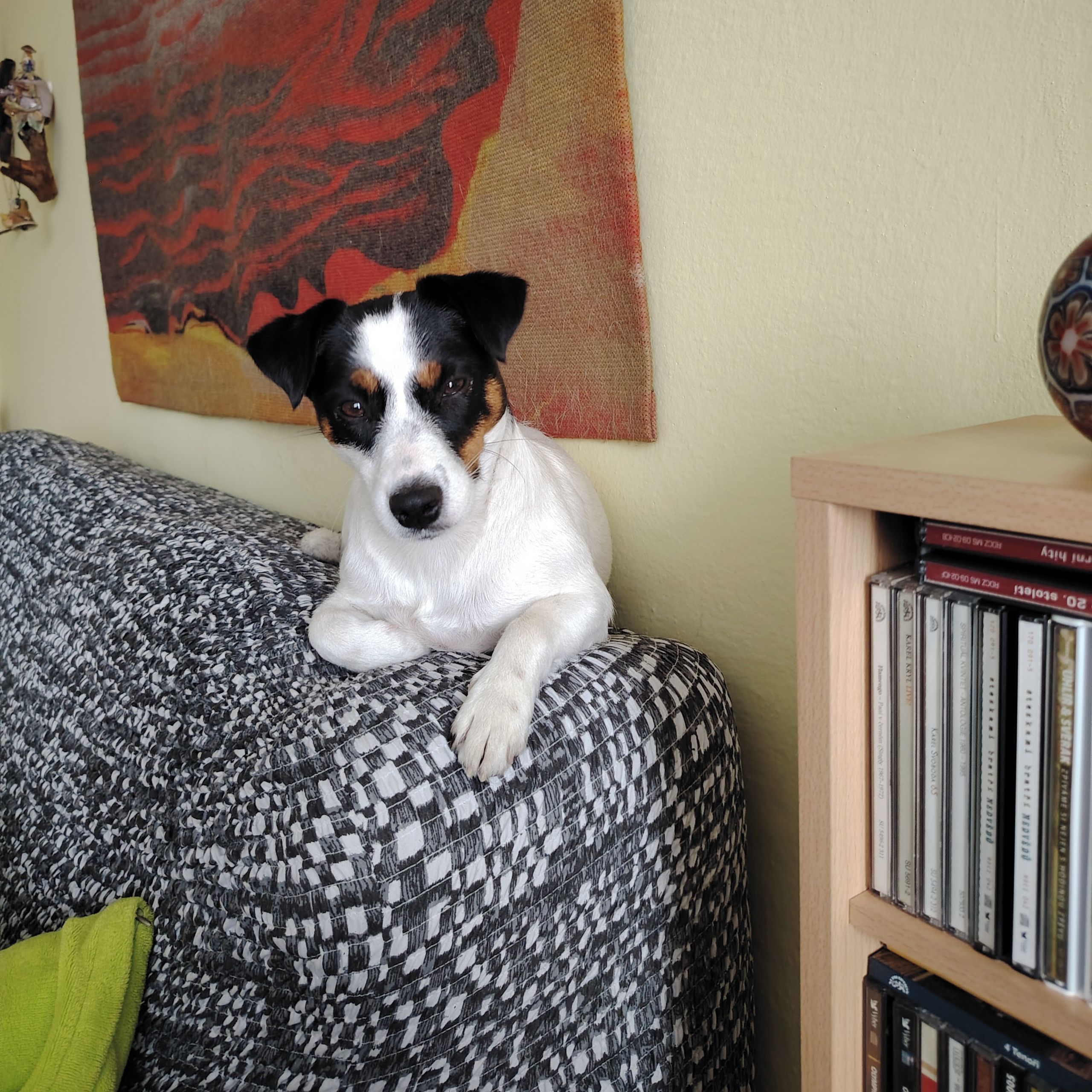 Soutěžní fotografie - Fanny,  Jack Russell Teriér