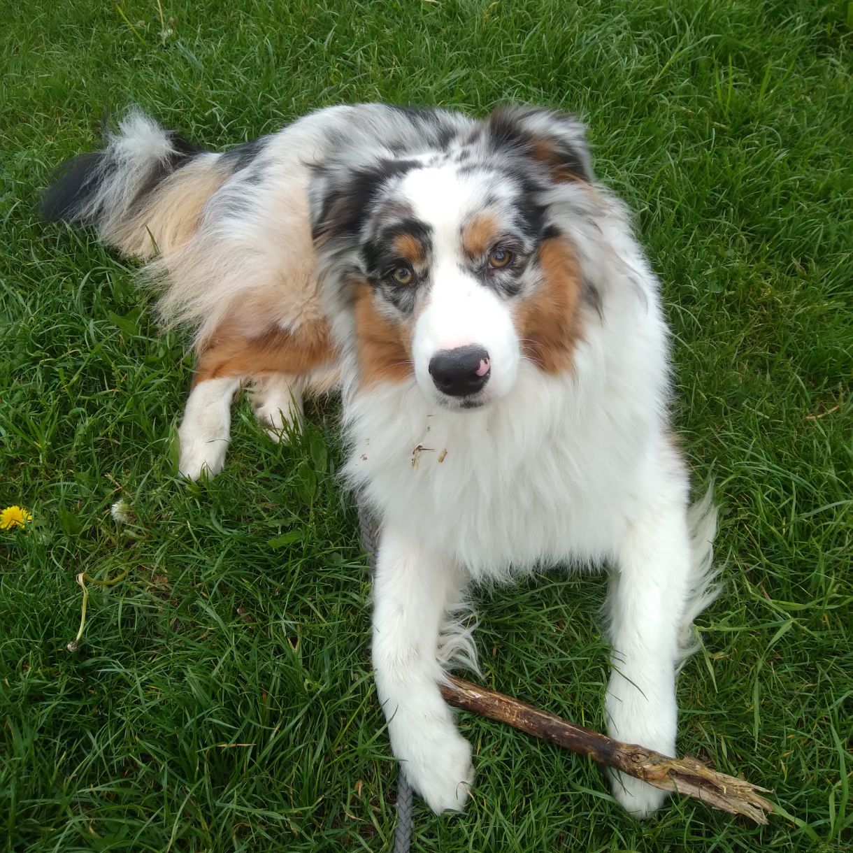 Soutěžní fotografie - Archie,  Australský ovčák