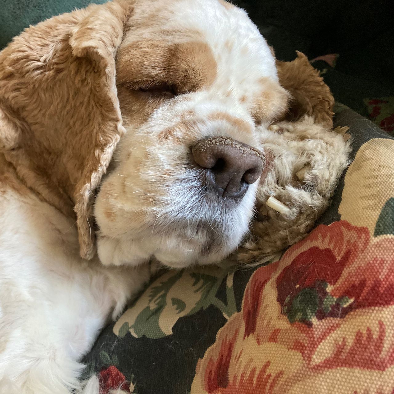 Soutěžní fotografie - Teqiula,  Americký kokršpaněl