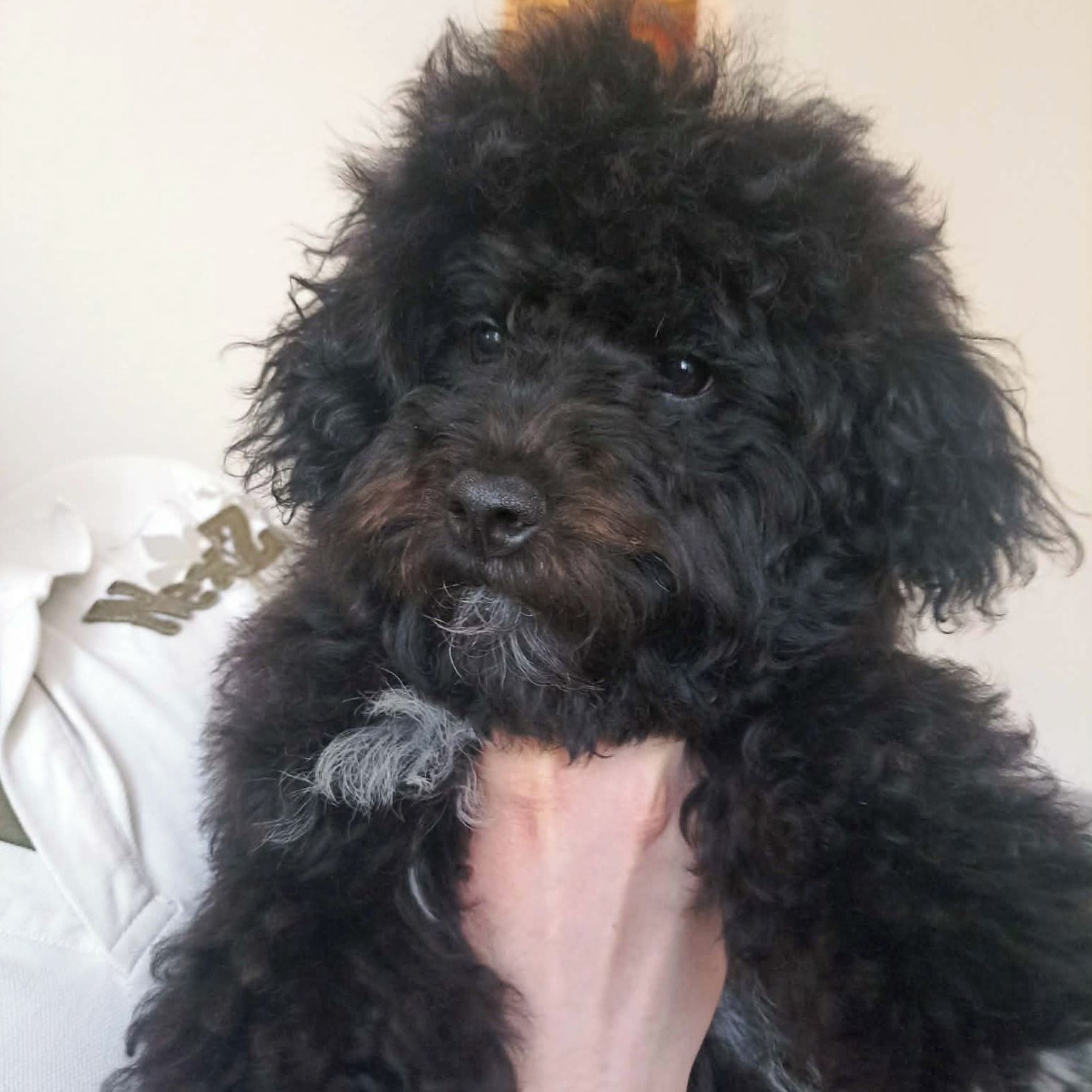 Soutěžní fotografie - Charlie,  Ruská barevná bolonka