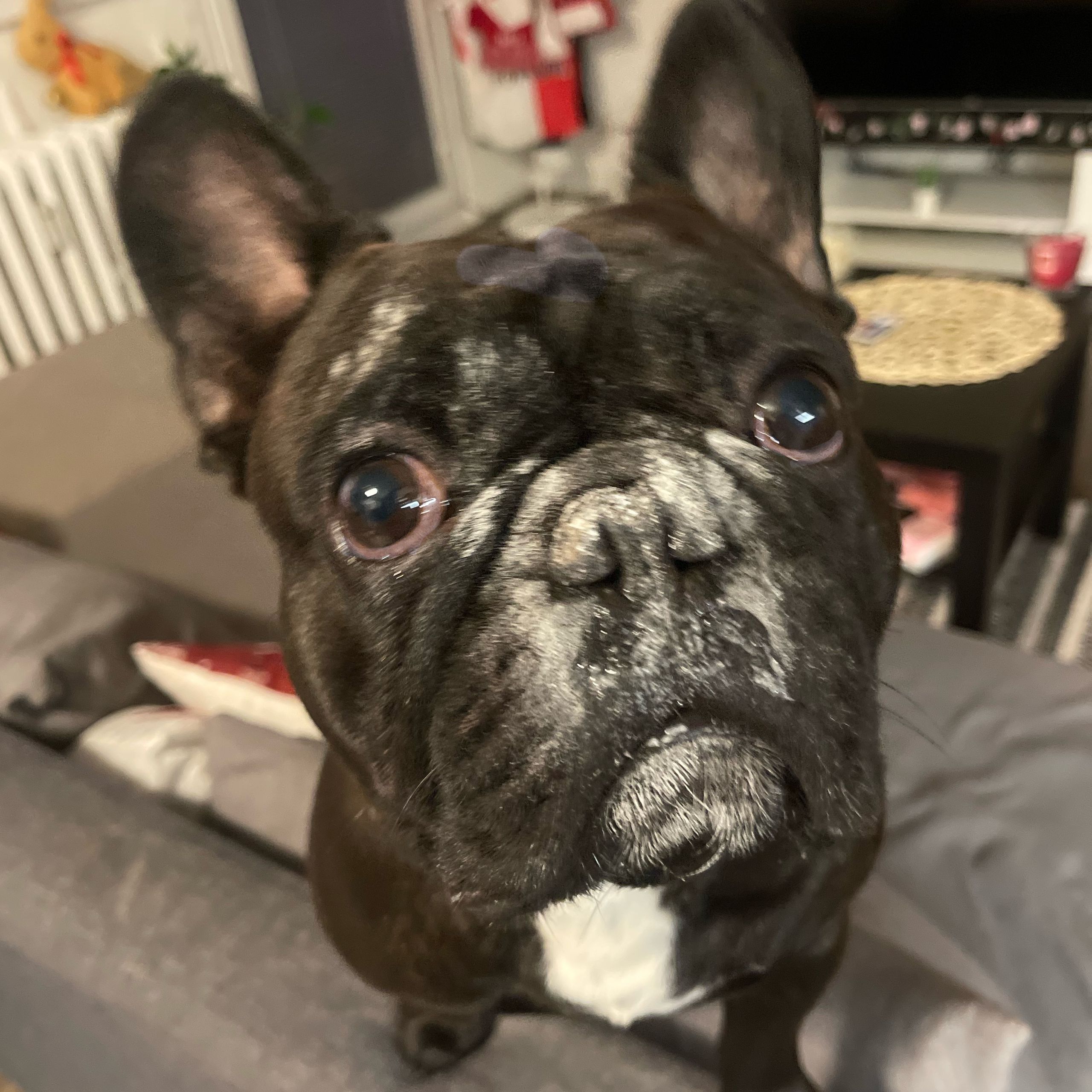 Soutěžní fotografie - Kristoff Alexander,  Francouzský buldoček