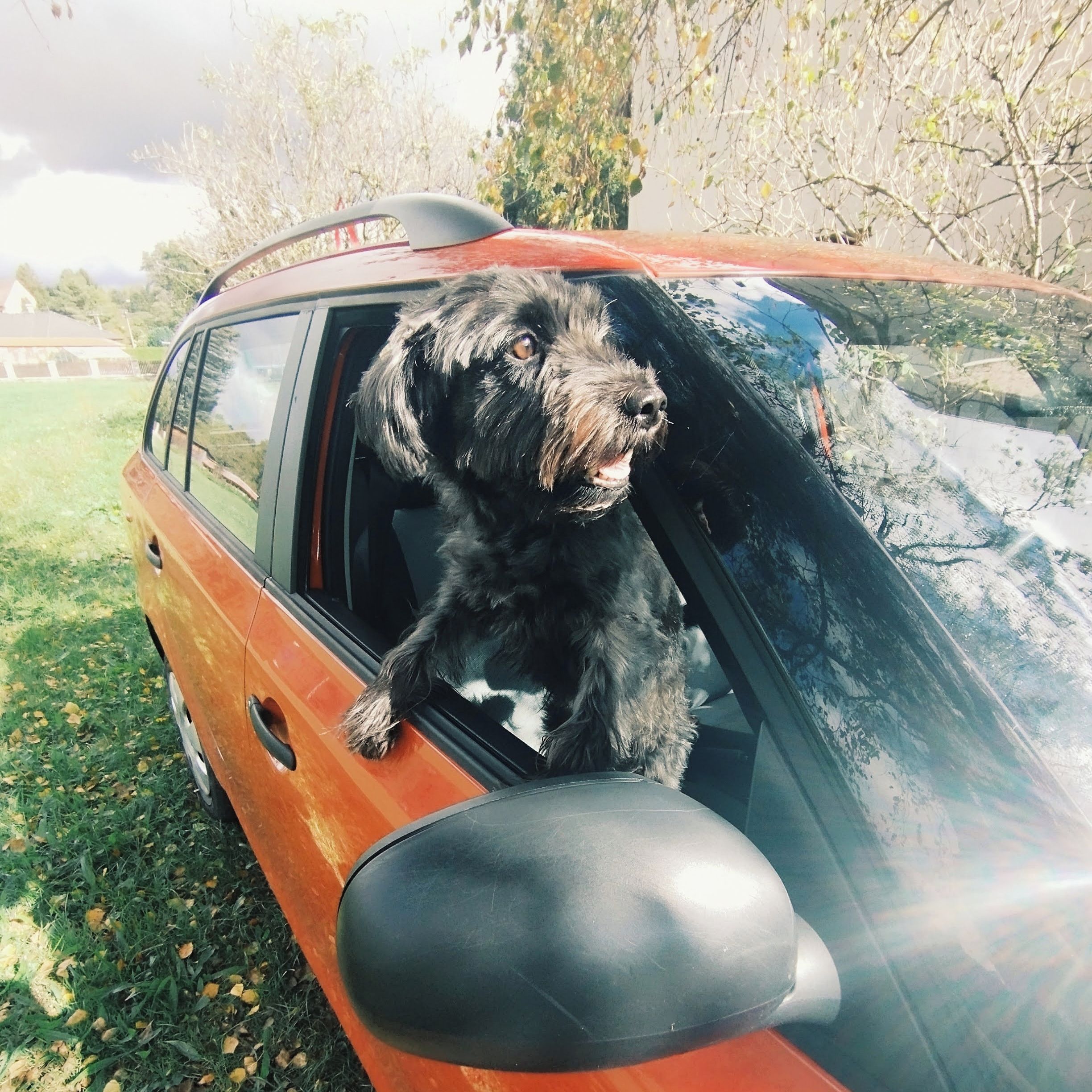 Soutěžní fotografie - Ben,  Knírač střední