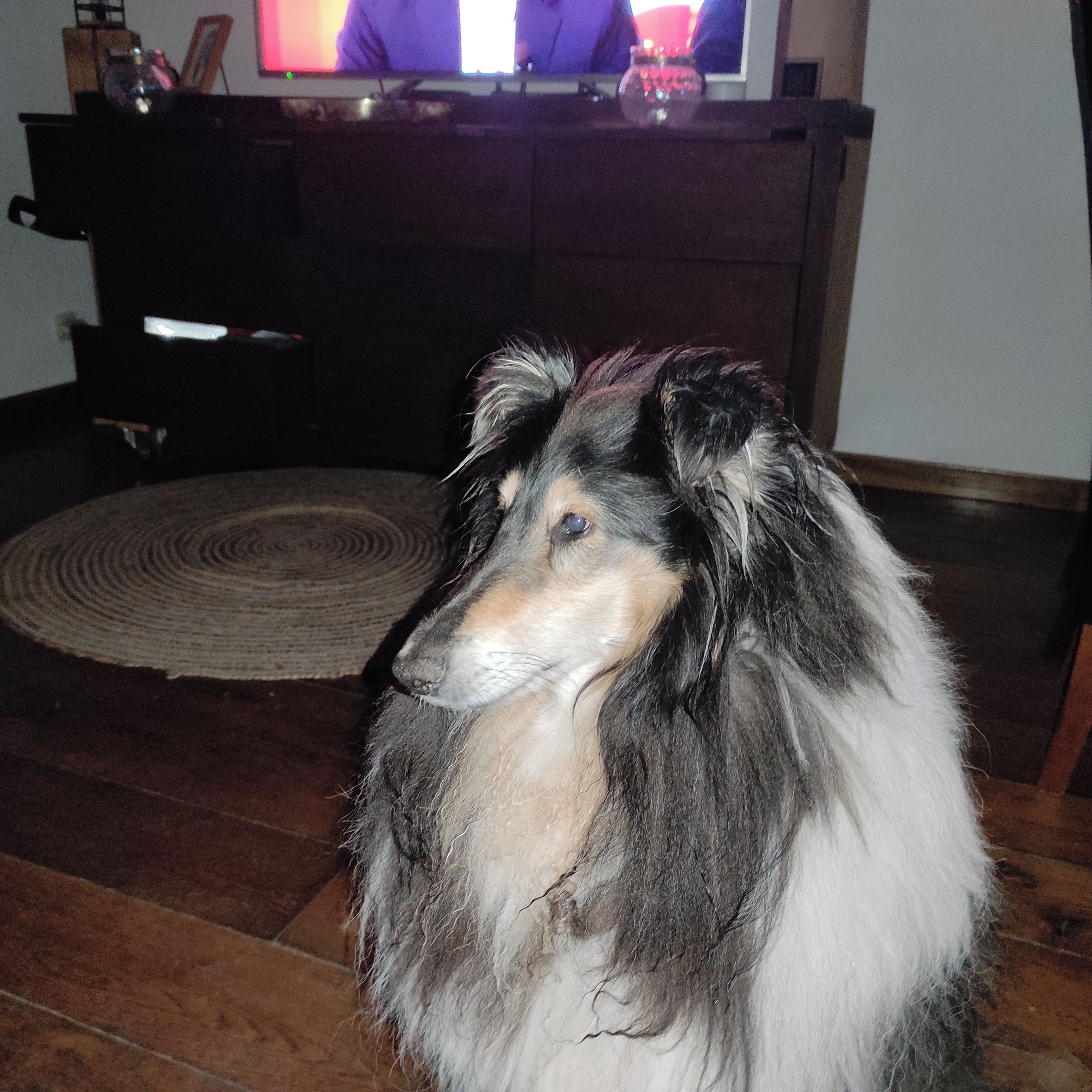 Soutěžní fotografie - Sia,  Kolie dlouhosrstá