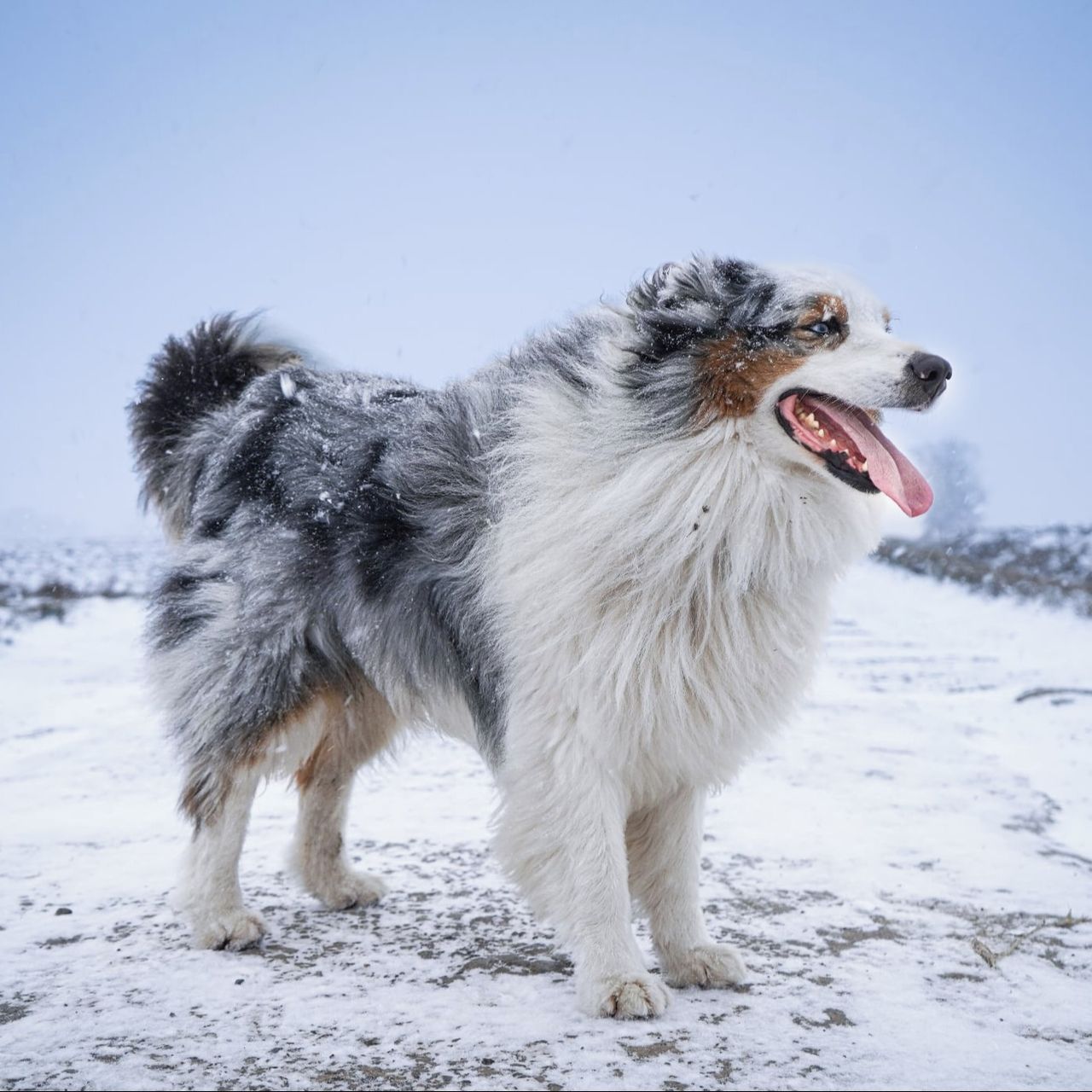Soutěžní fotografie - Merlin,  Australský ovčák