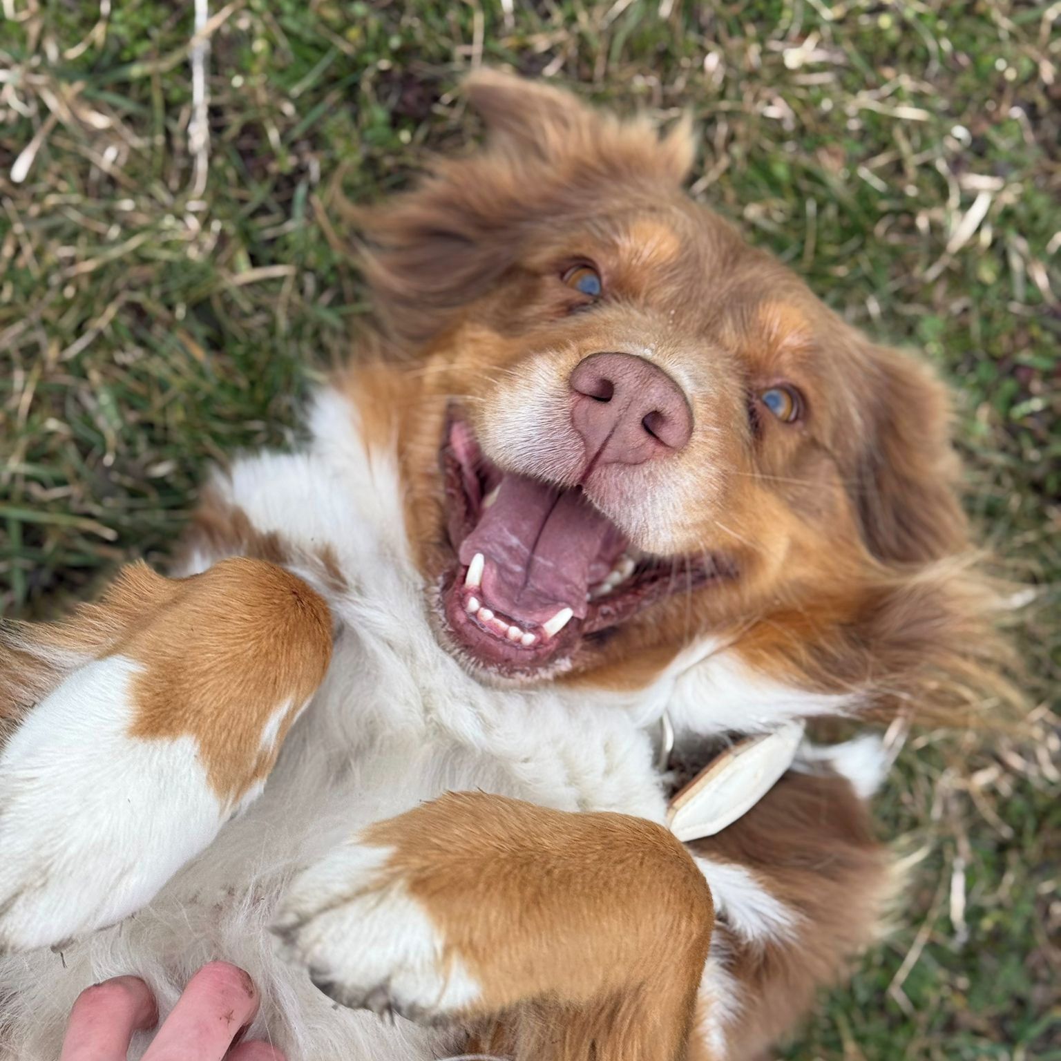 Soutěžní fotografie - Barunka,  Australský ovčák