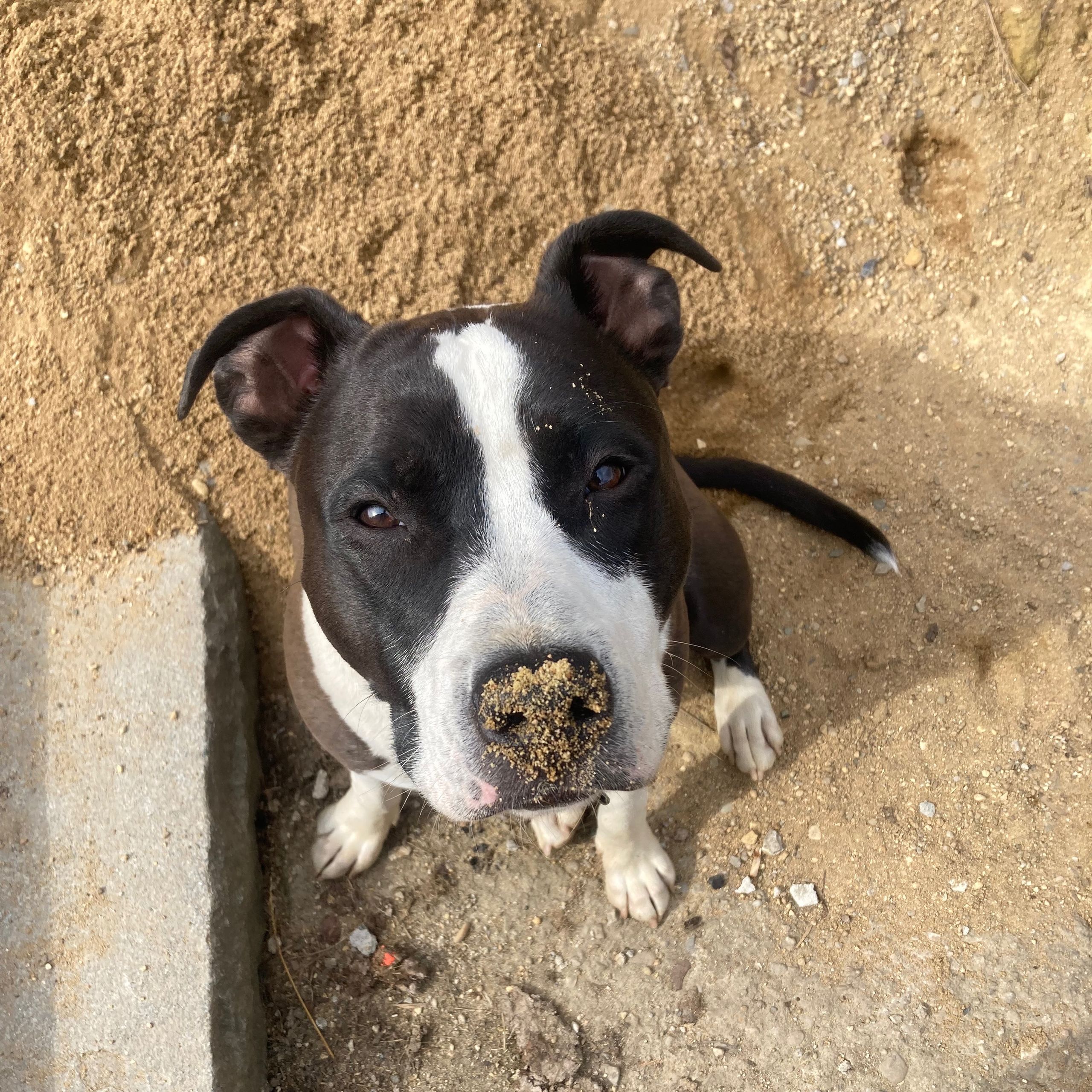 Soutěžní fotografie - Torin,  Americký stafordširský terier