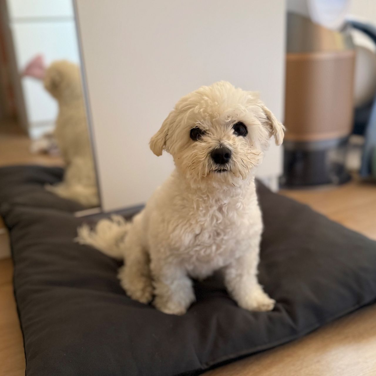 Soutěžní fotografie - Lilly,  Boloňský psík