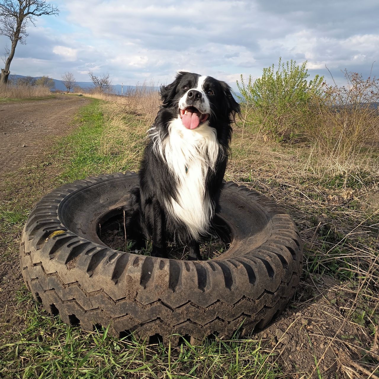 Soutěžní fotografie - Eldorádo z PK alias Flokki,  Australský ovčák