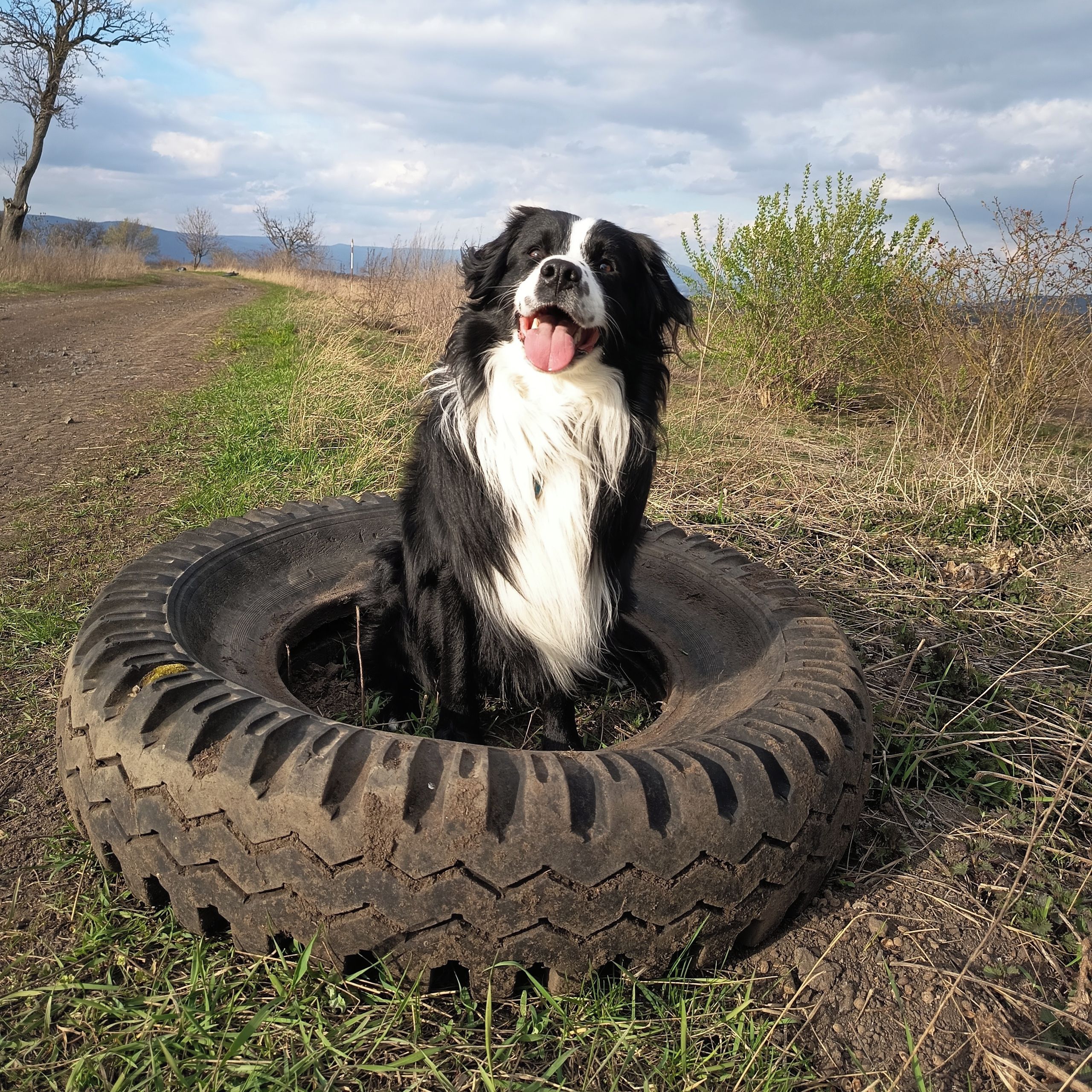 Soutěžní fotografie - Eldorádo z PK alias Flokki,  Australský ovčák