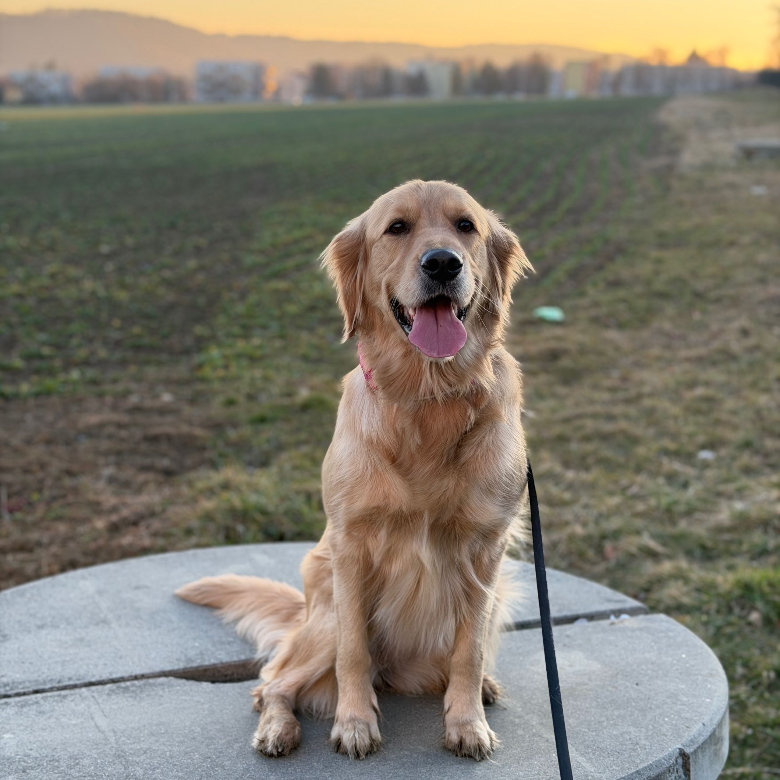 Soutěžní fotografie - Bella,  Zlatý retriever
