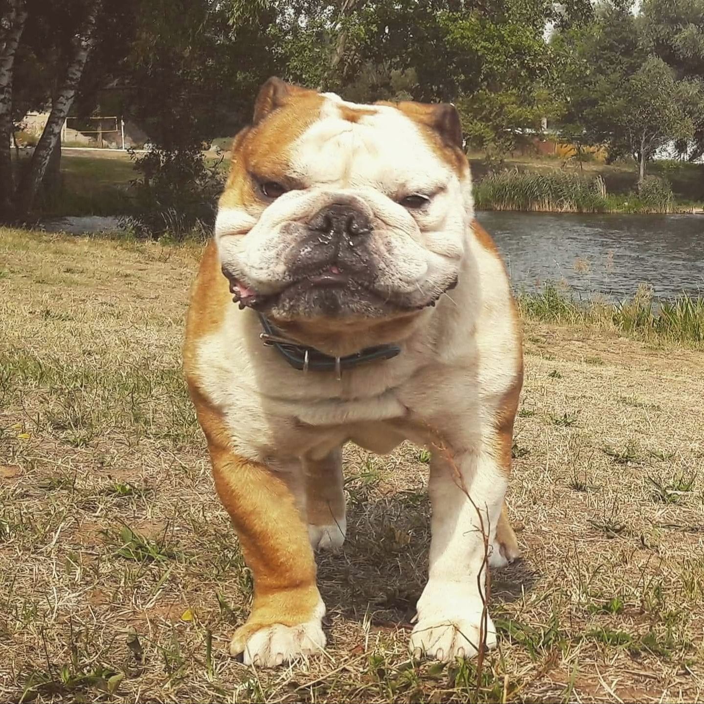 Soutěžní fotografie - Barnabáš,  Anglický buldok