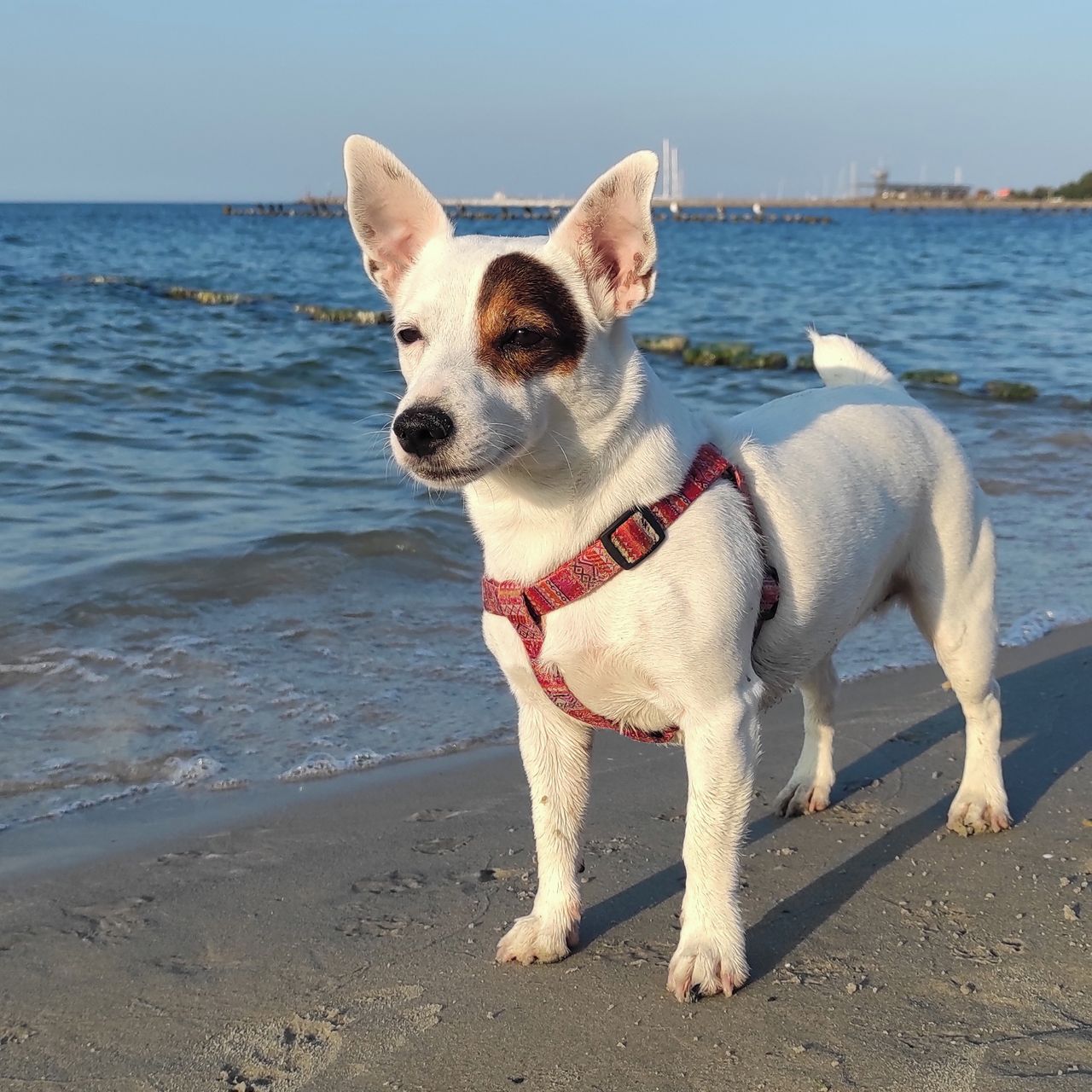 Soutěžní fotografie - Lili,  Jack Russell Teriér