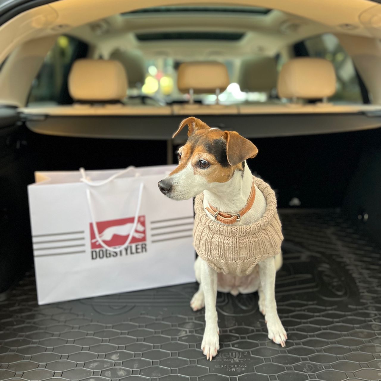 Soutěžní fotografie - Amy,  Parson Russell Teriér