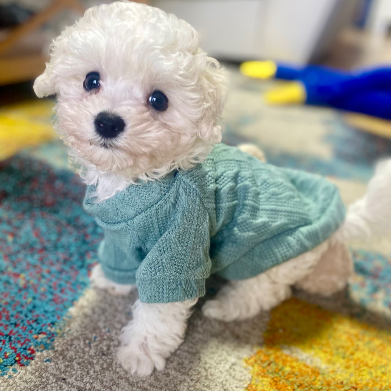 Soutěžní fotografie - Alfík,  Boloňský psík