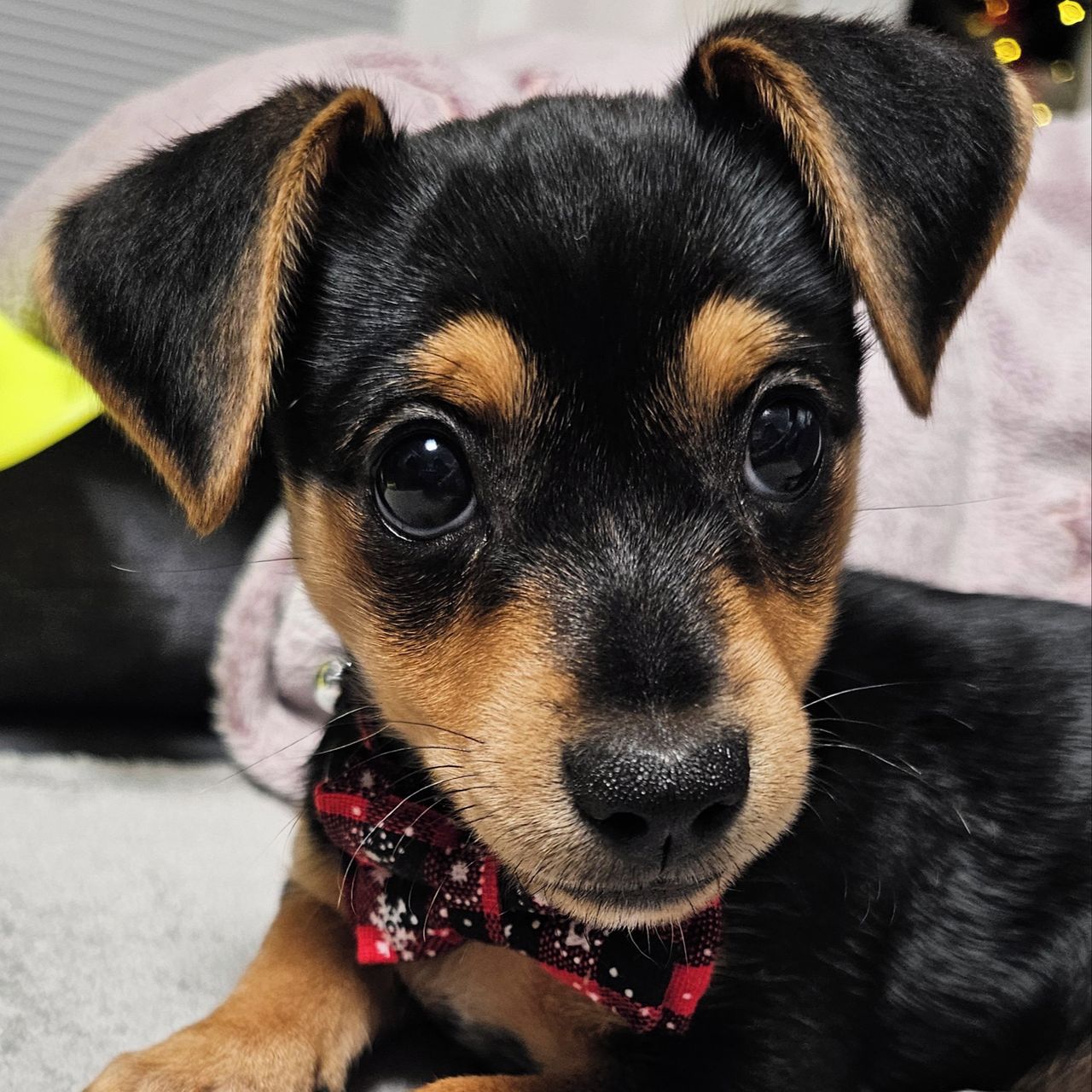 Soutěžní fotografie - Bella,  Ostatní