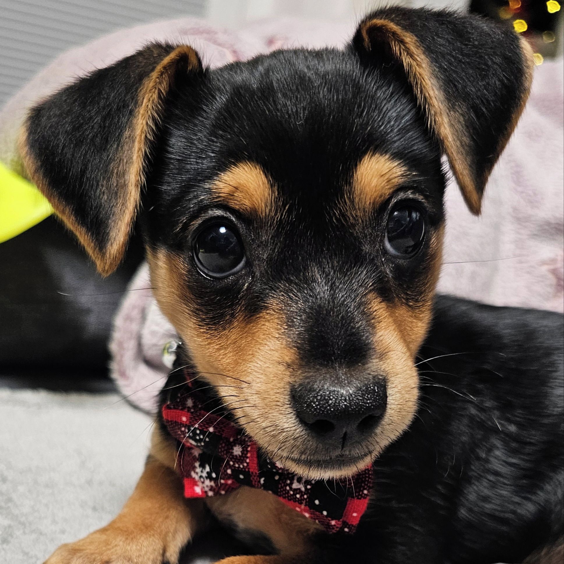 Soutěžní fotografie - Bella,  Ostatní