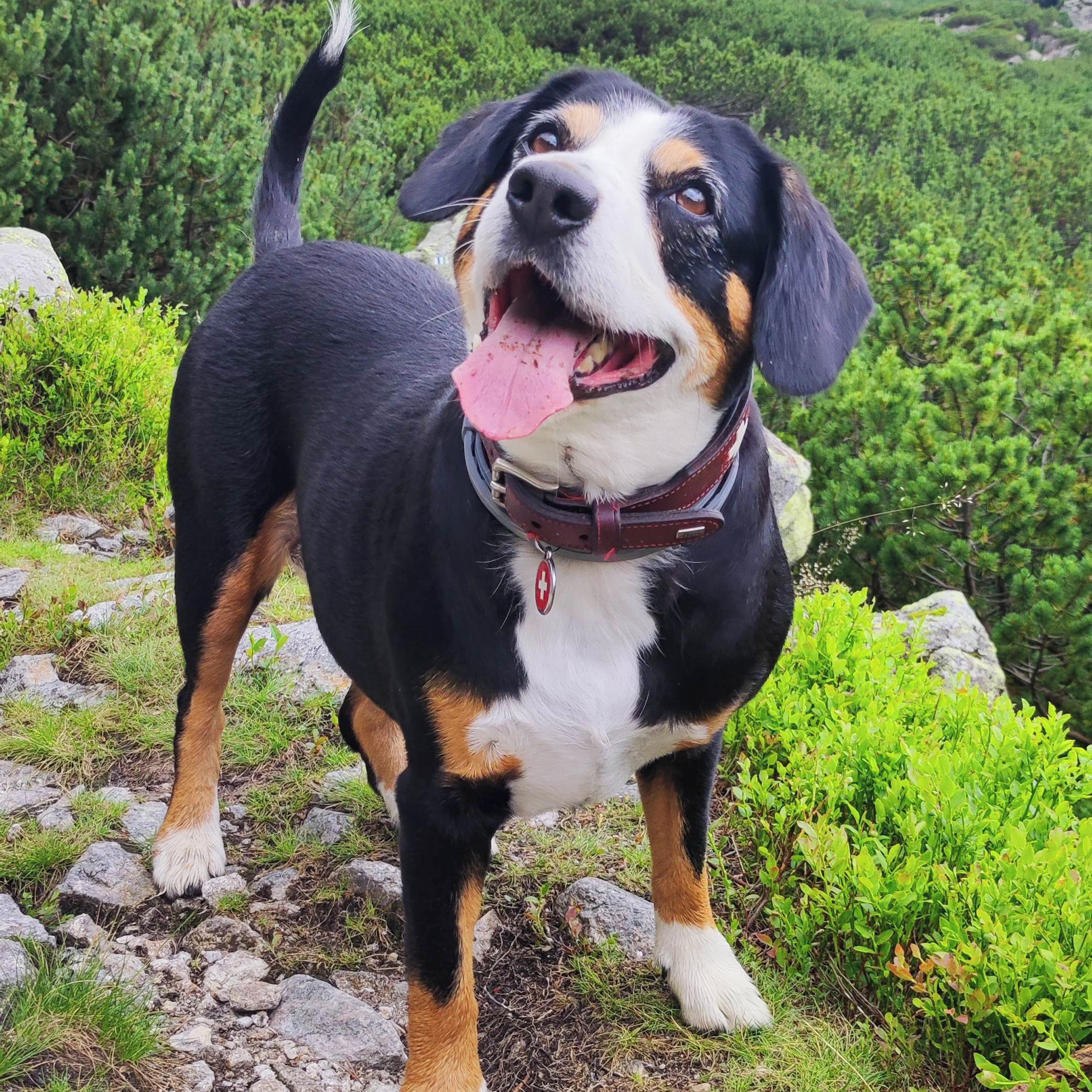 Soutěžní fotografie - GRACE,  Entlebuchský salašnický pes