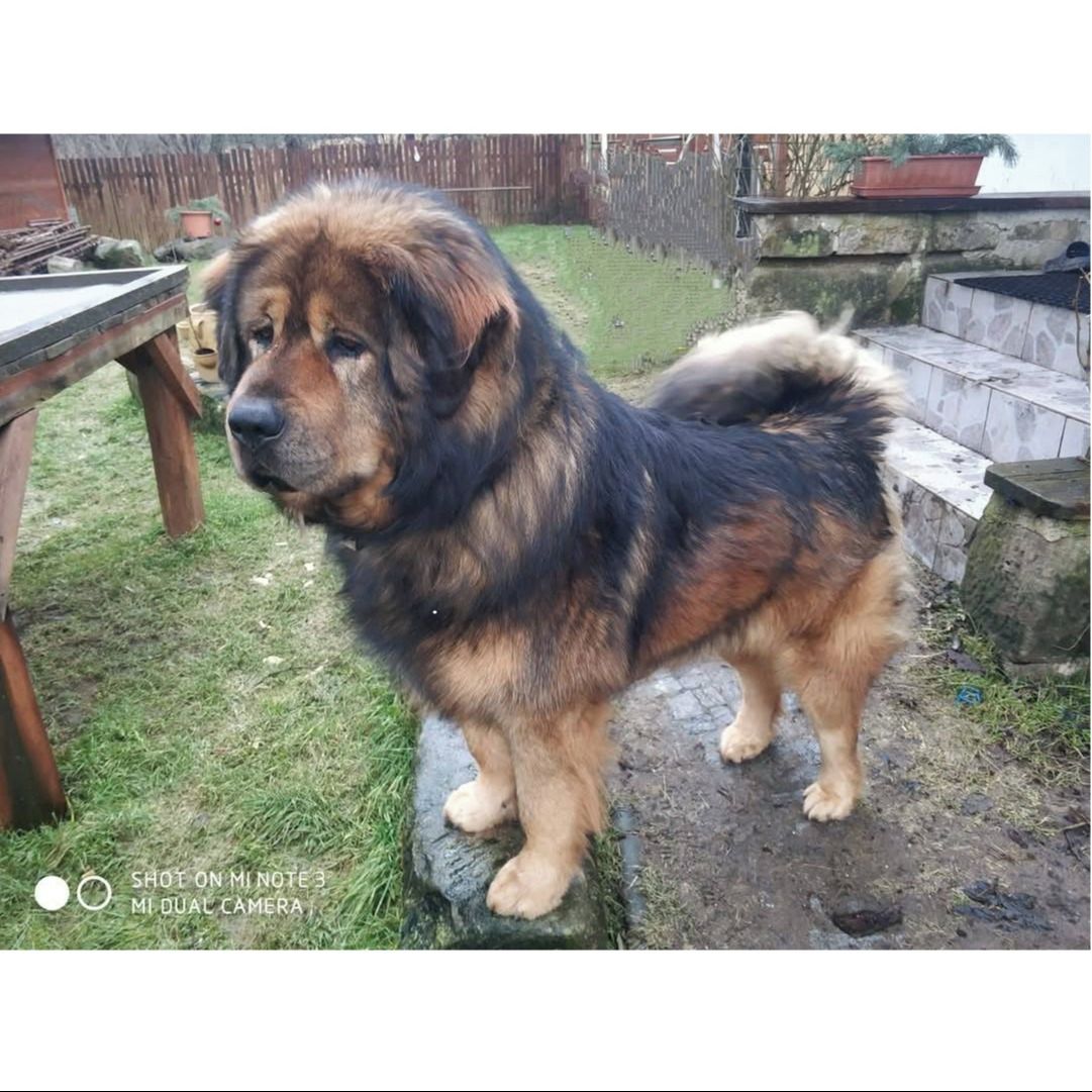 Soutěžní fotografie - DOCKY,  Tibetská doga