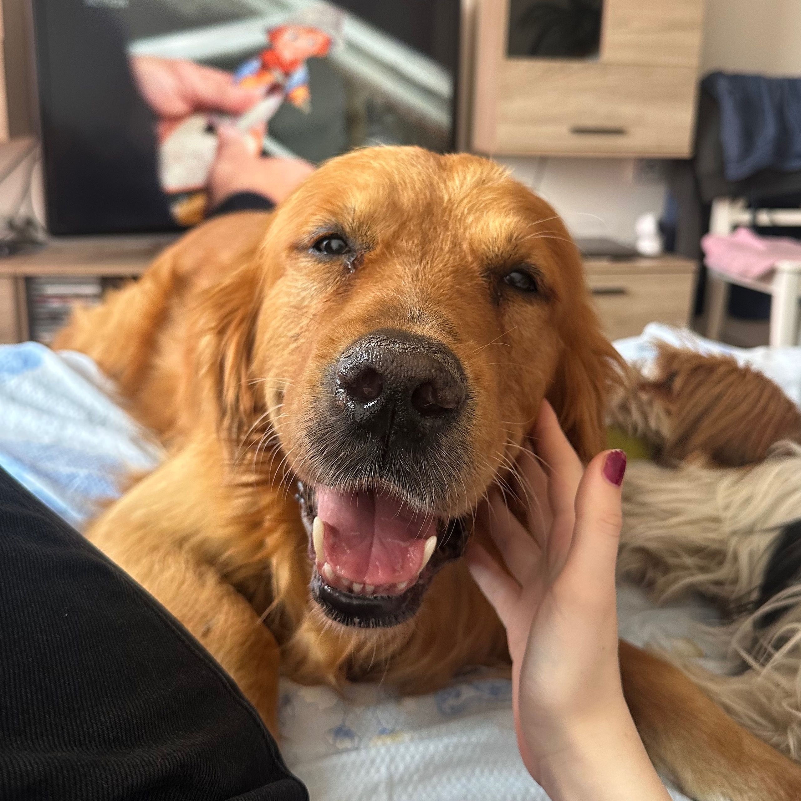 Soutěžní fotografie - Fík,  Zlatý retriever