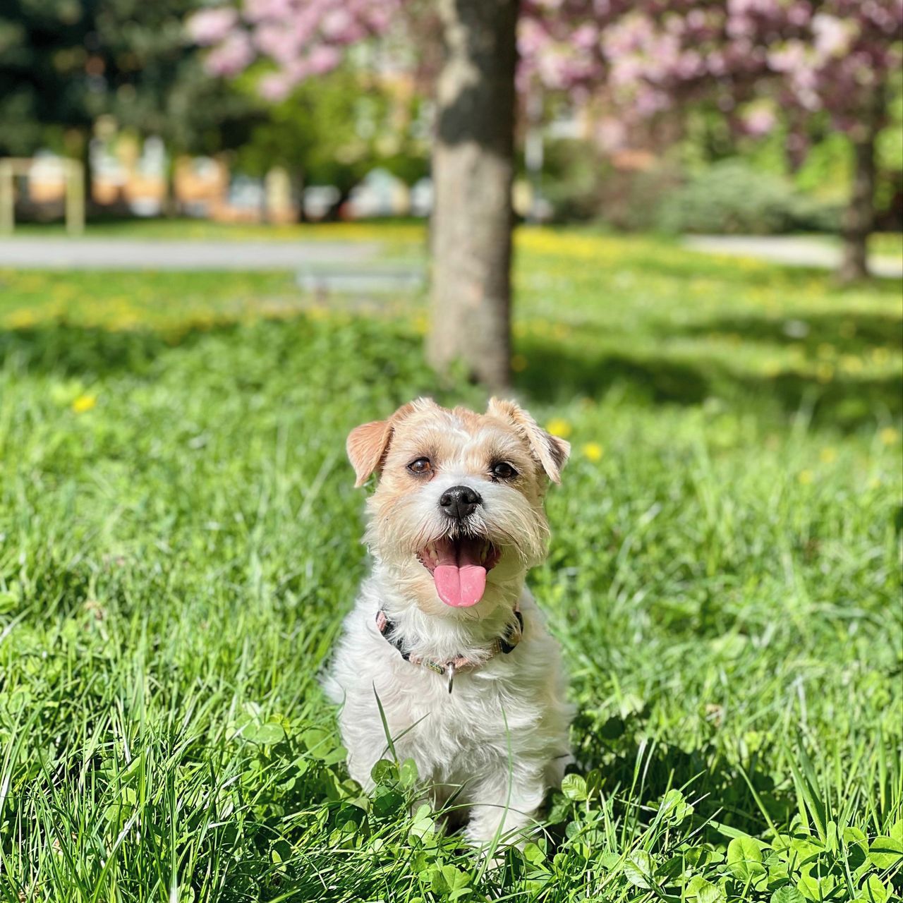 Soutěžní fotografie - Vikinka,  Jack Russell Teriér