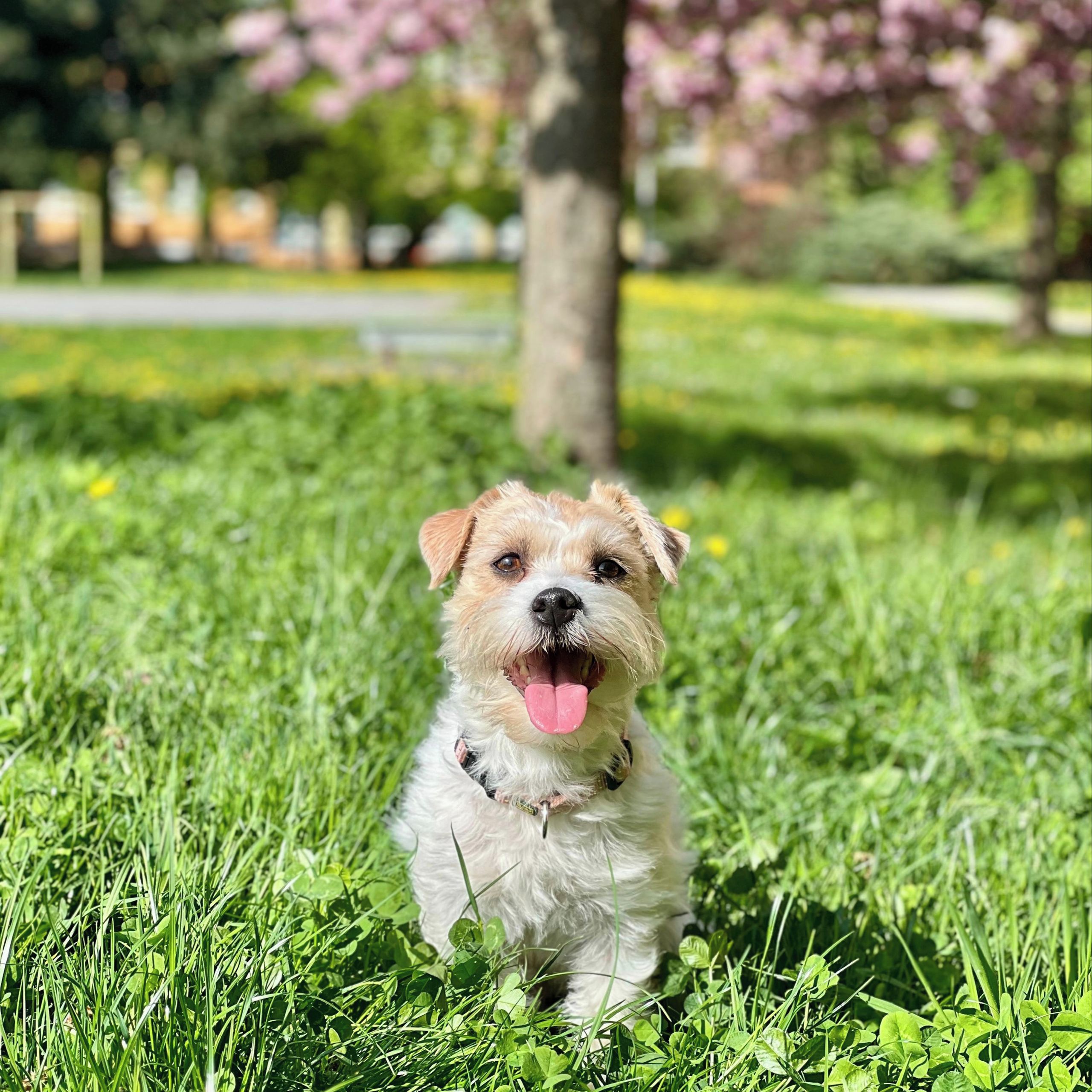 Soutěžní fotografie - Vikinka,  Jack Russell Teriér