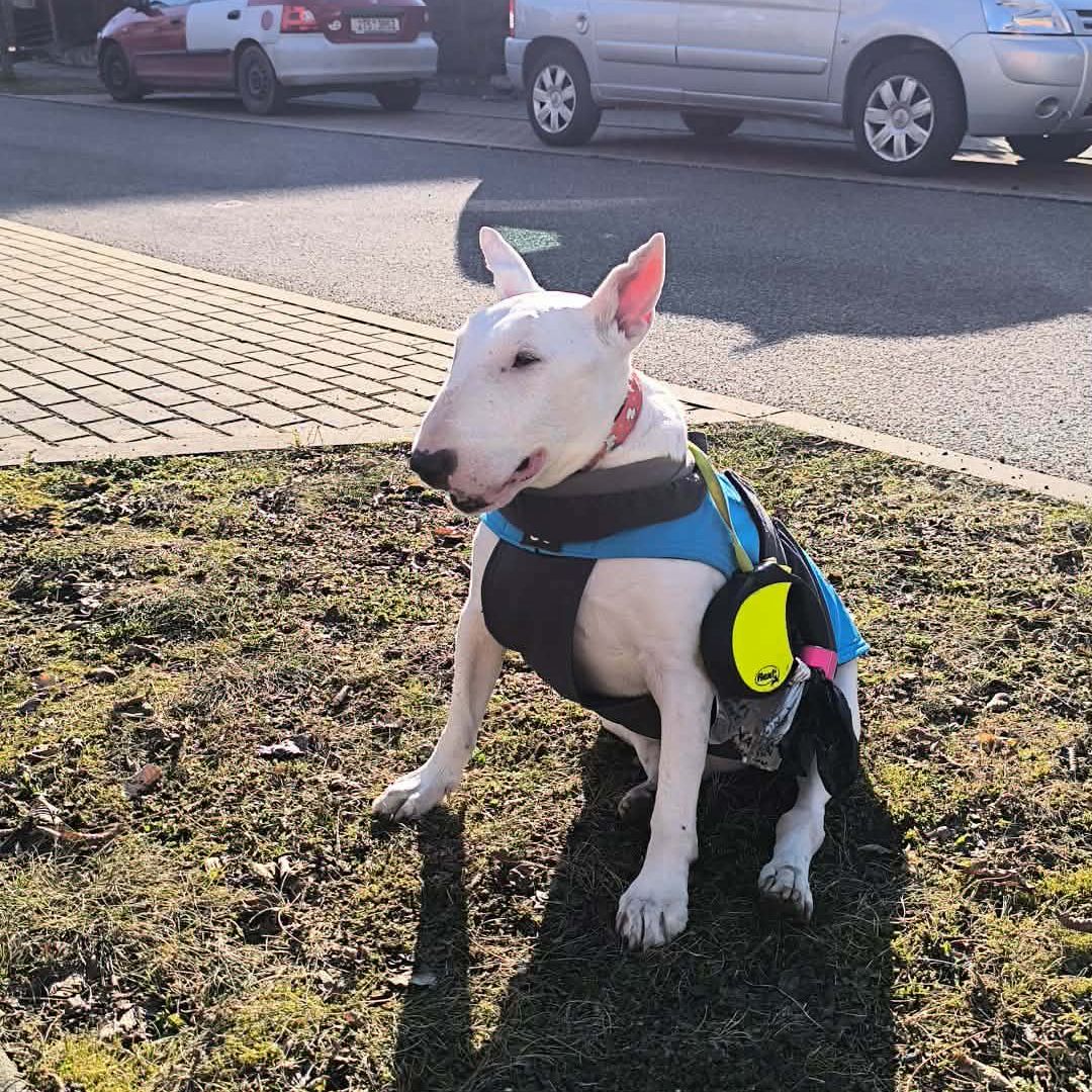 Soutěžní fotografie - Bred,  Bulteriér