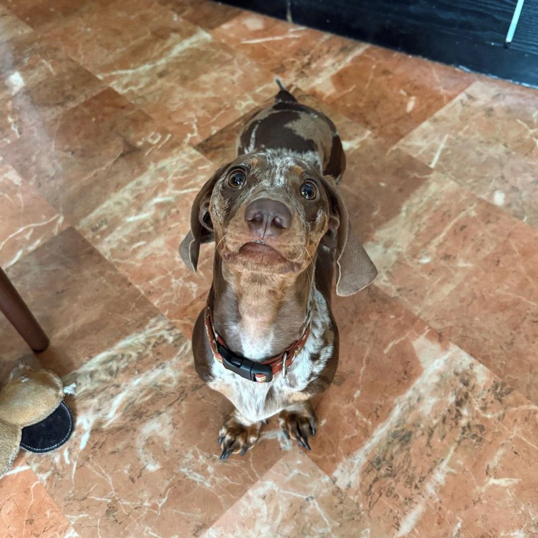 Soutěžní fotografie - Ota,  Jezevčík