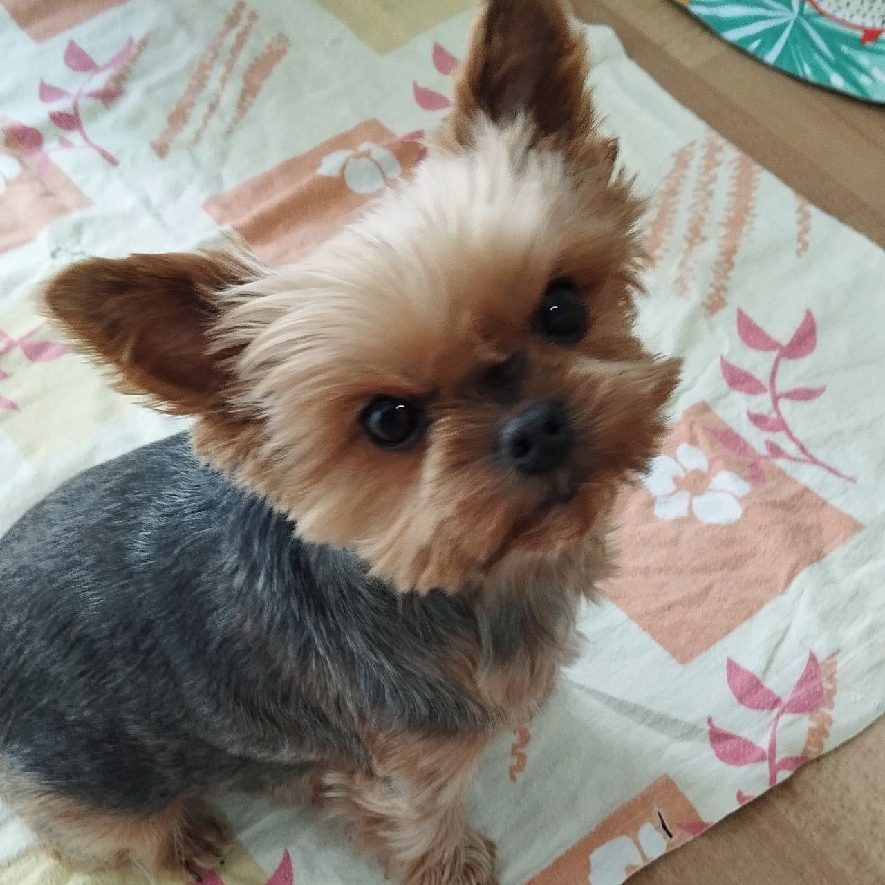 Soutěžní fotografie - Eliška,  Yorkšírský terier