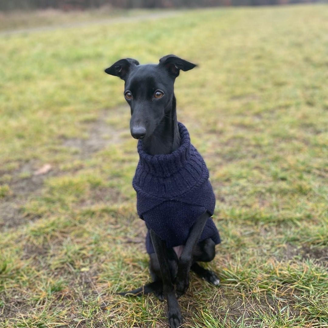 Soutěžní fotografie - Cartier Tina,  Italský chrtík