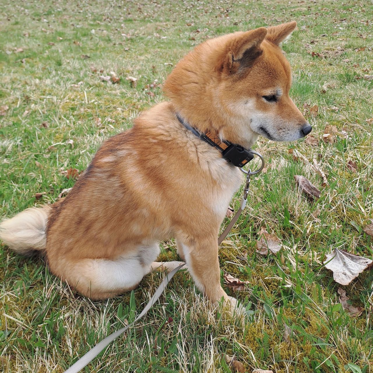 Soutěžní fotografie - Nori,  Shiba