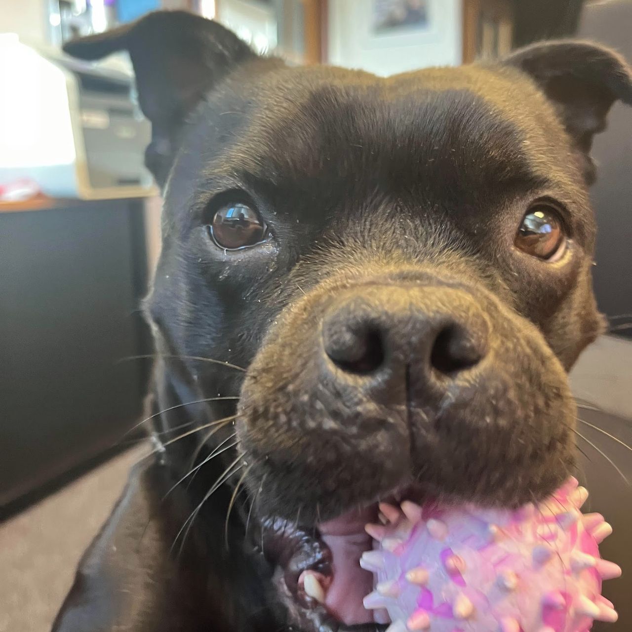 Soutěžní fotografie - Bublina,  Stafordšírský bullterier