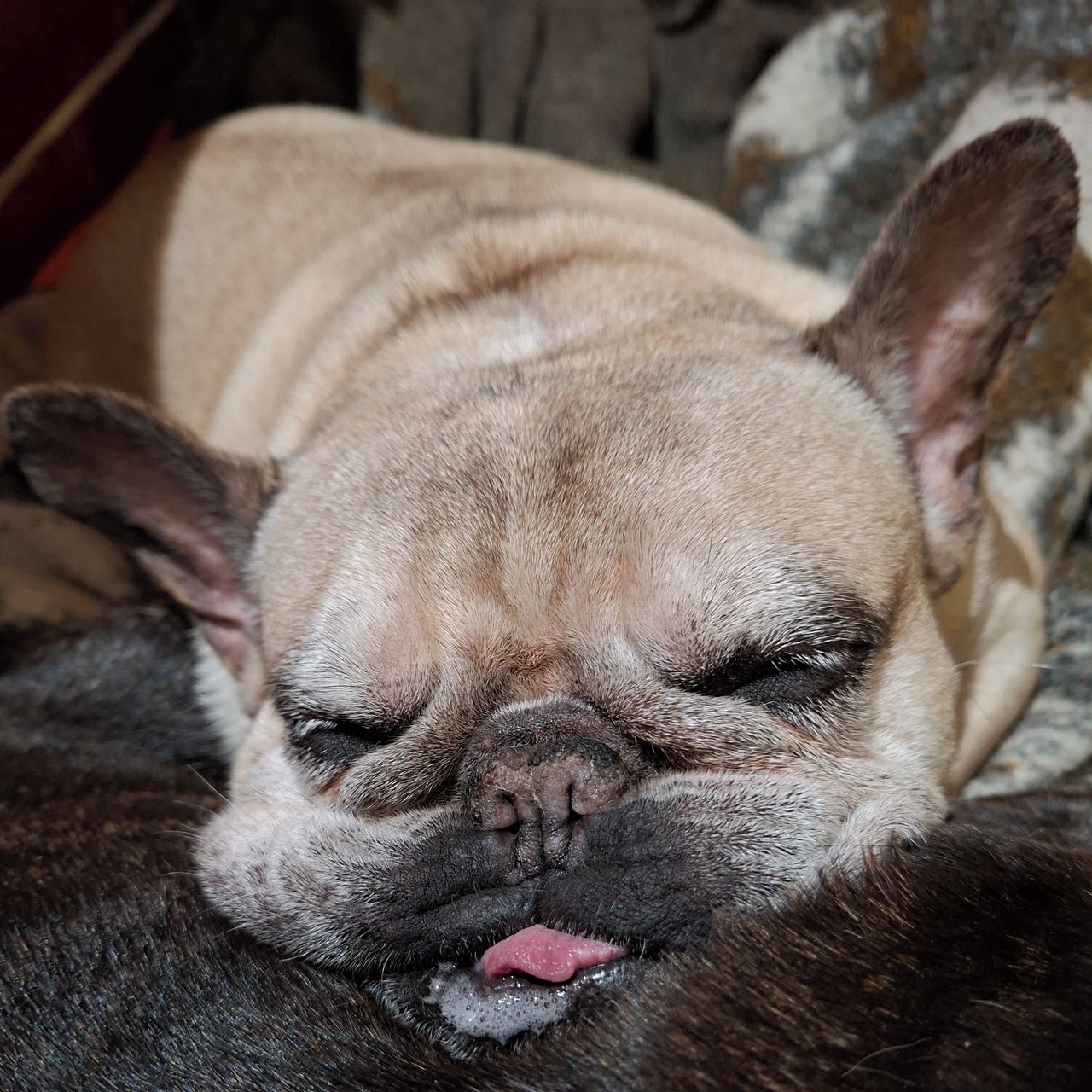 Soutěžní fotografie - Roxanka,  Francouzský buldoček