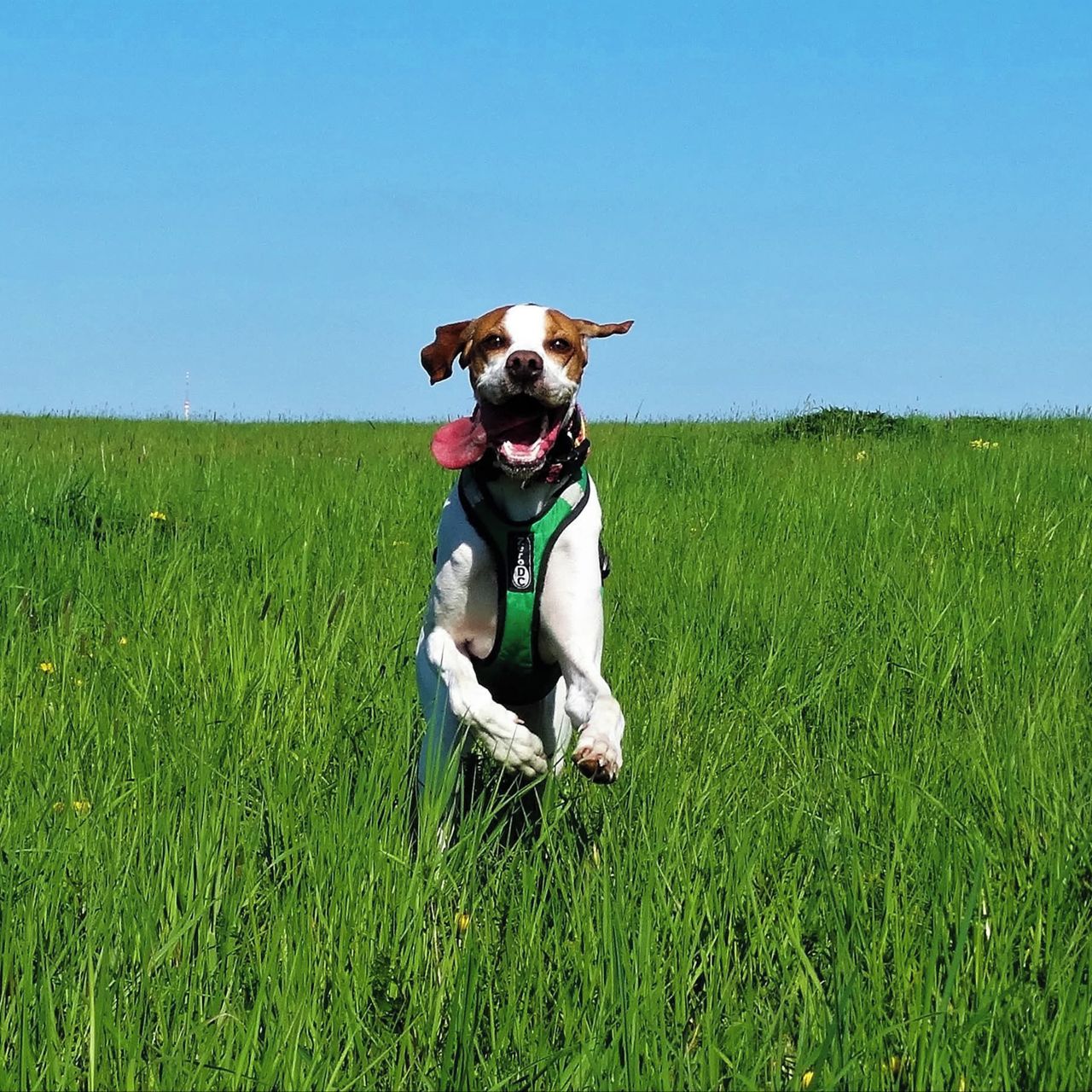 Soutěžní fotografie - Ciao Bella,  Pointer