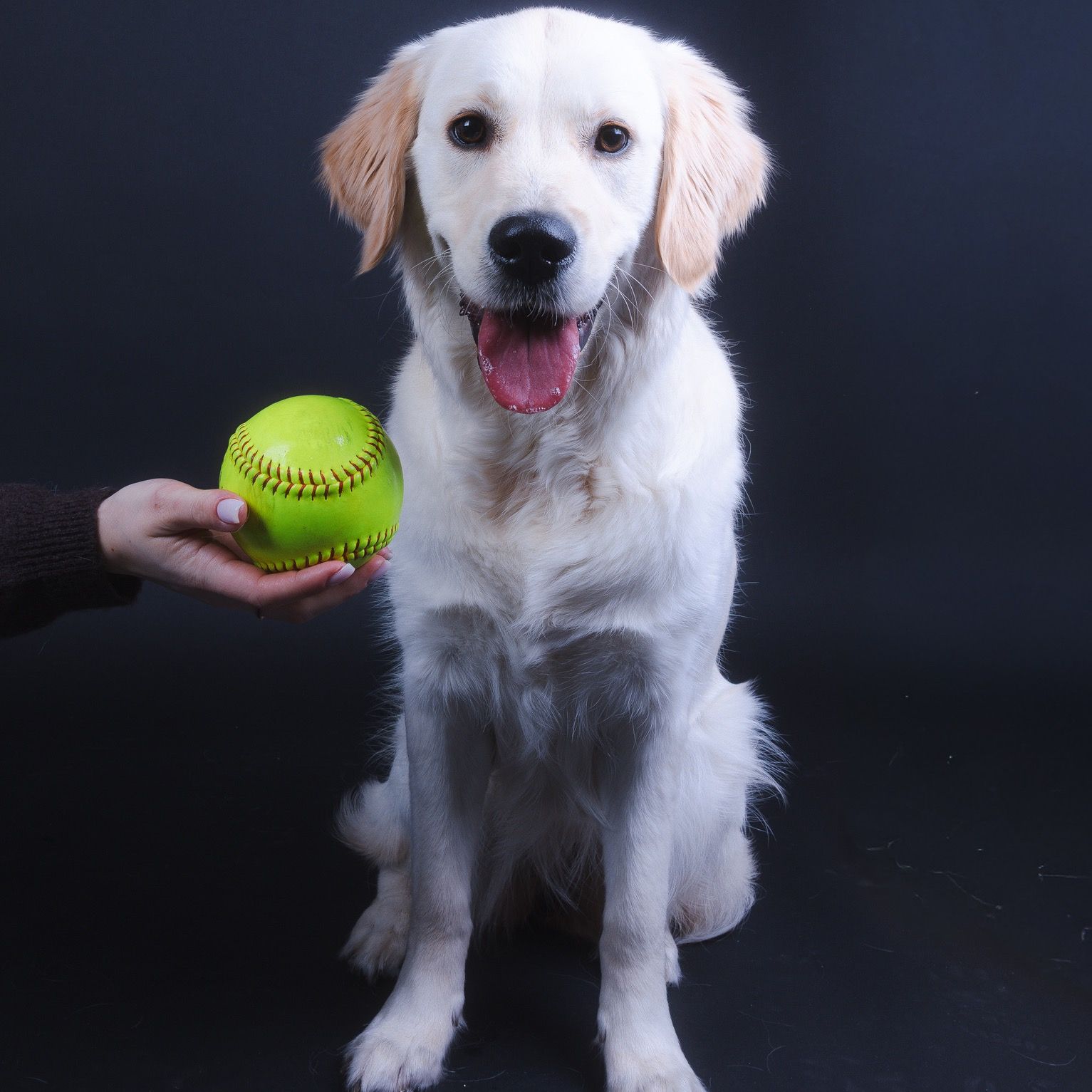 Soutěžní fotografie - Maya,  Zlatý retriever