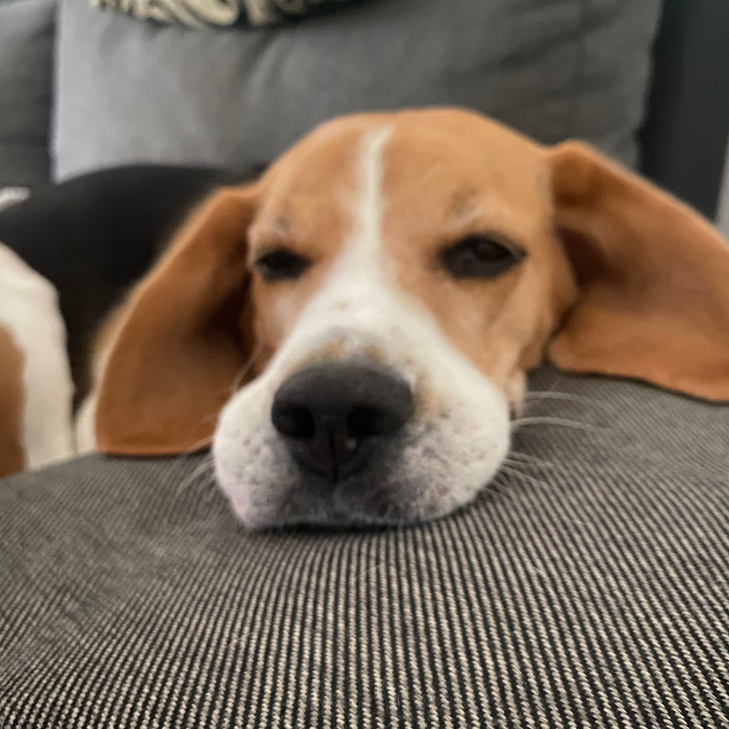 Soutěžní fotografie - Miuška,  Beagle