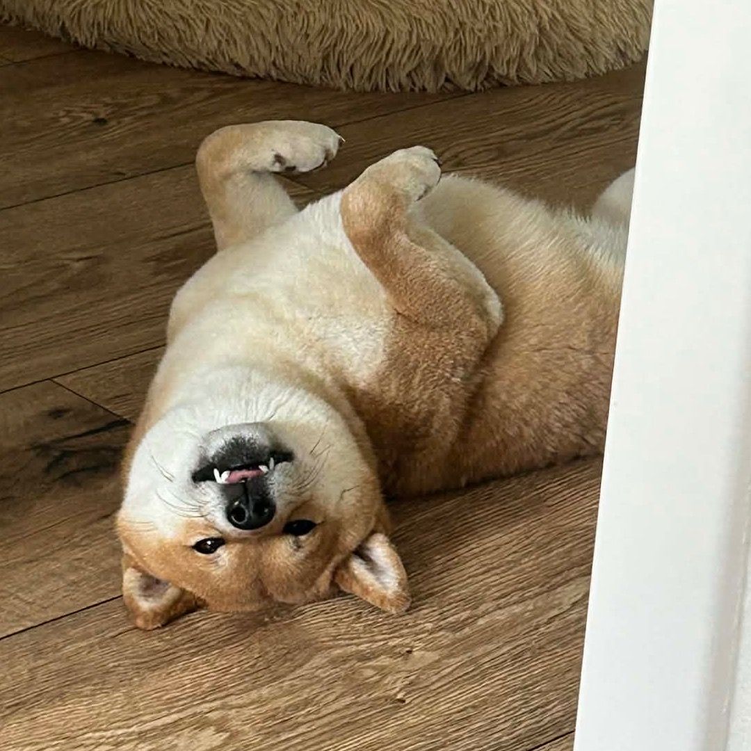 Soutěžní fotografie - Hiki,  Shiba