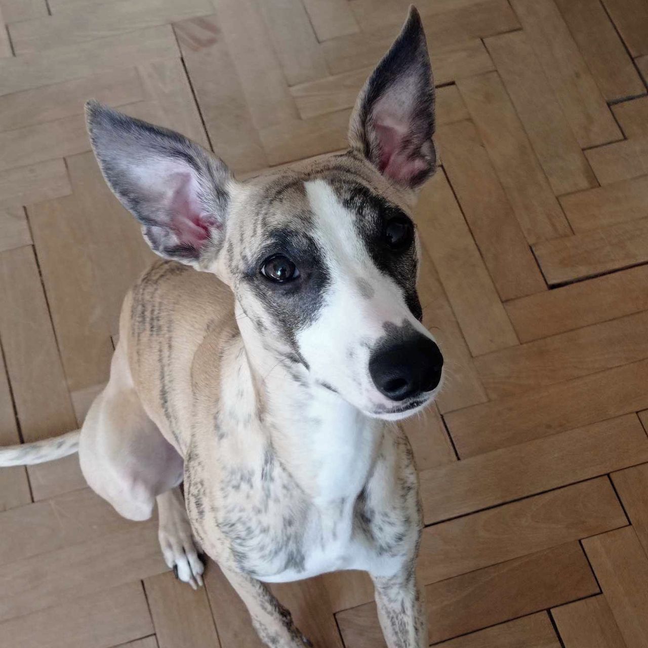 Soutěžní fotografie - Palau,  Whippet