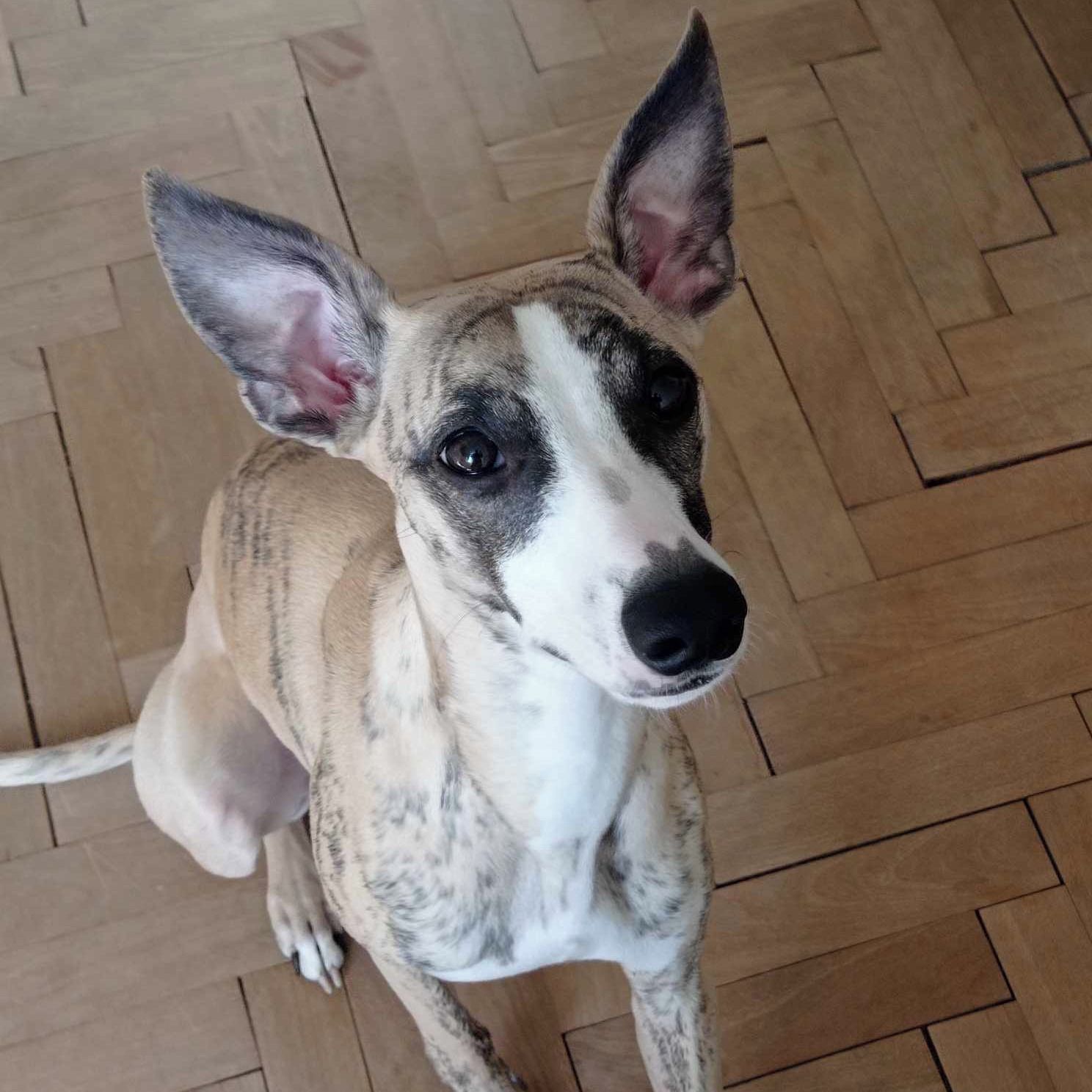 Soutěžní fotografie - Palau,  Whippet